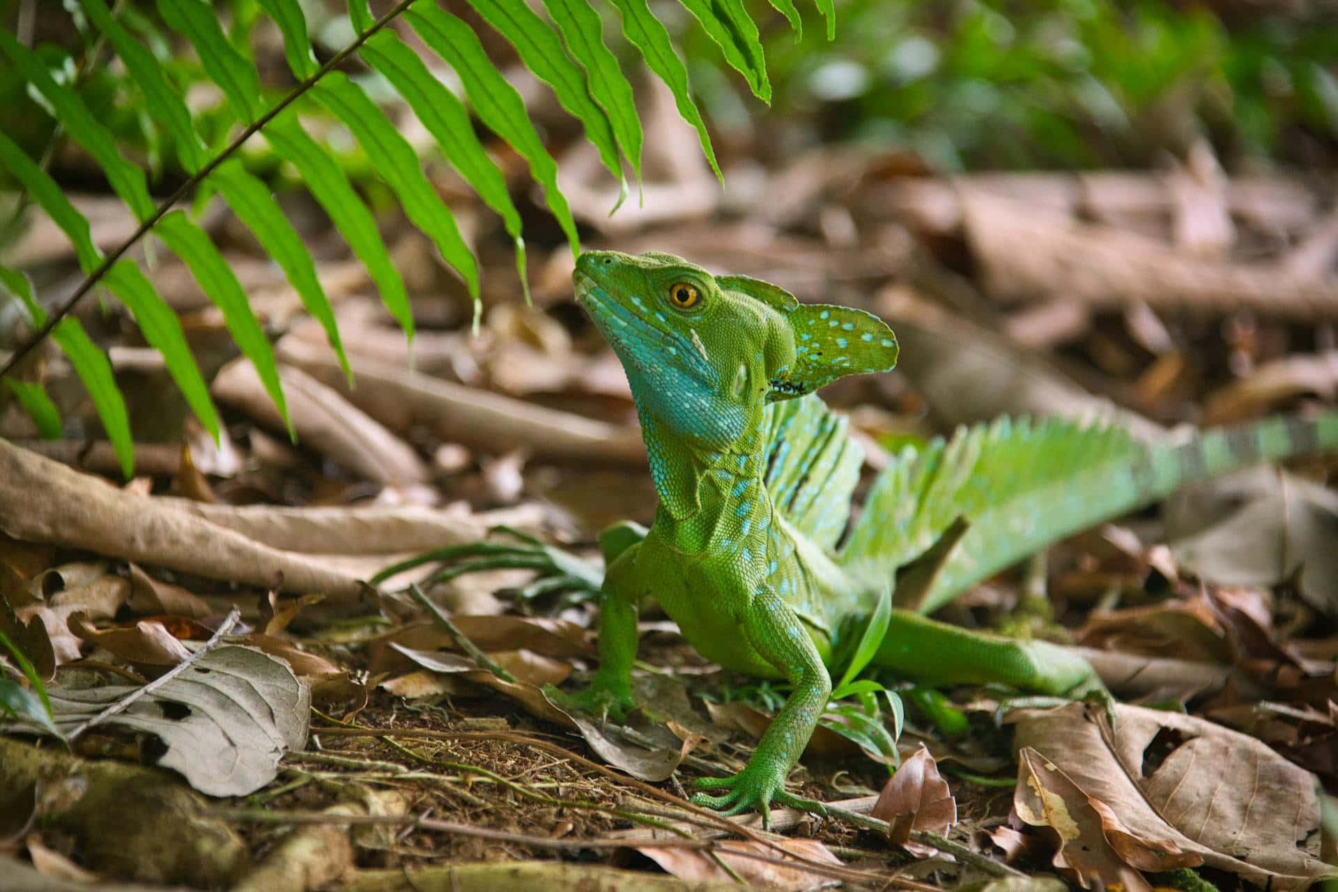 Green Basilisk Lizard, jungle floor, ferns, Full HD Desktop Wallpaper
