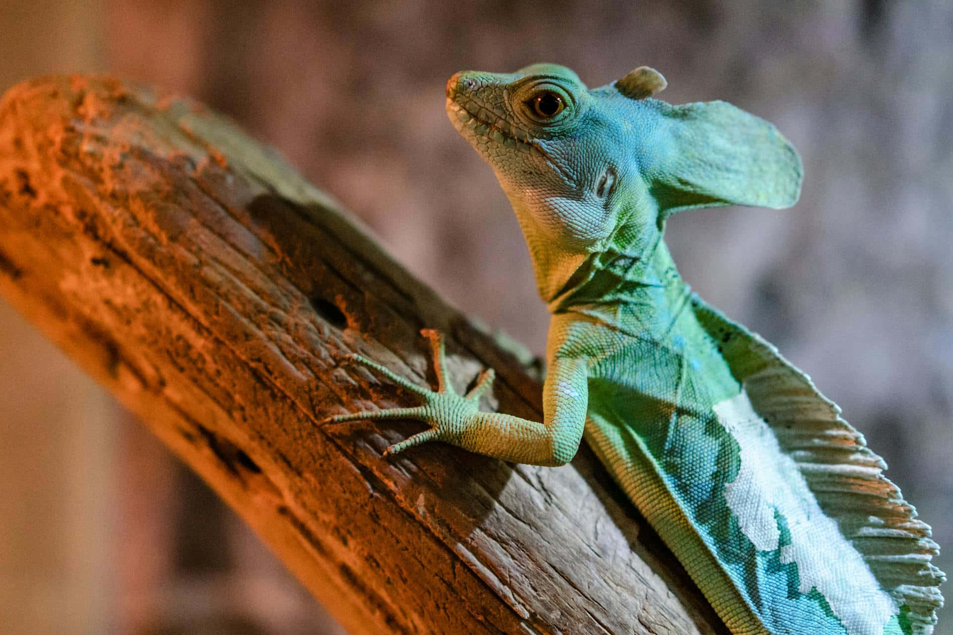 Basilisk Lizard, branch, textured log, Full HD Desktop Wallpaper