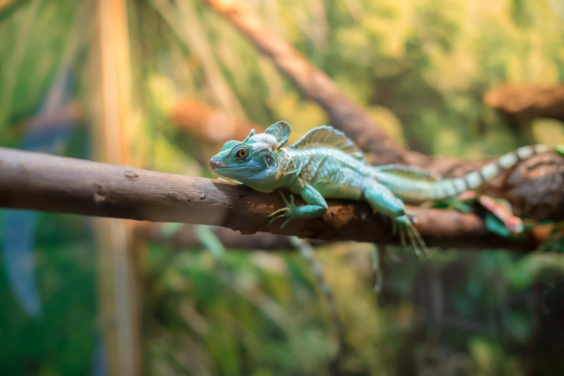 Basilisk Lizard, turquoise, spiky crest, Full HD Desktop Wallpaper