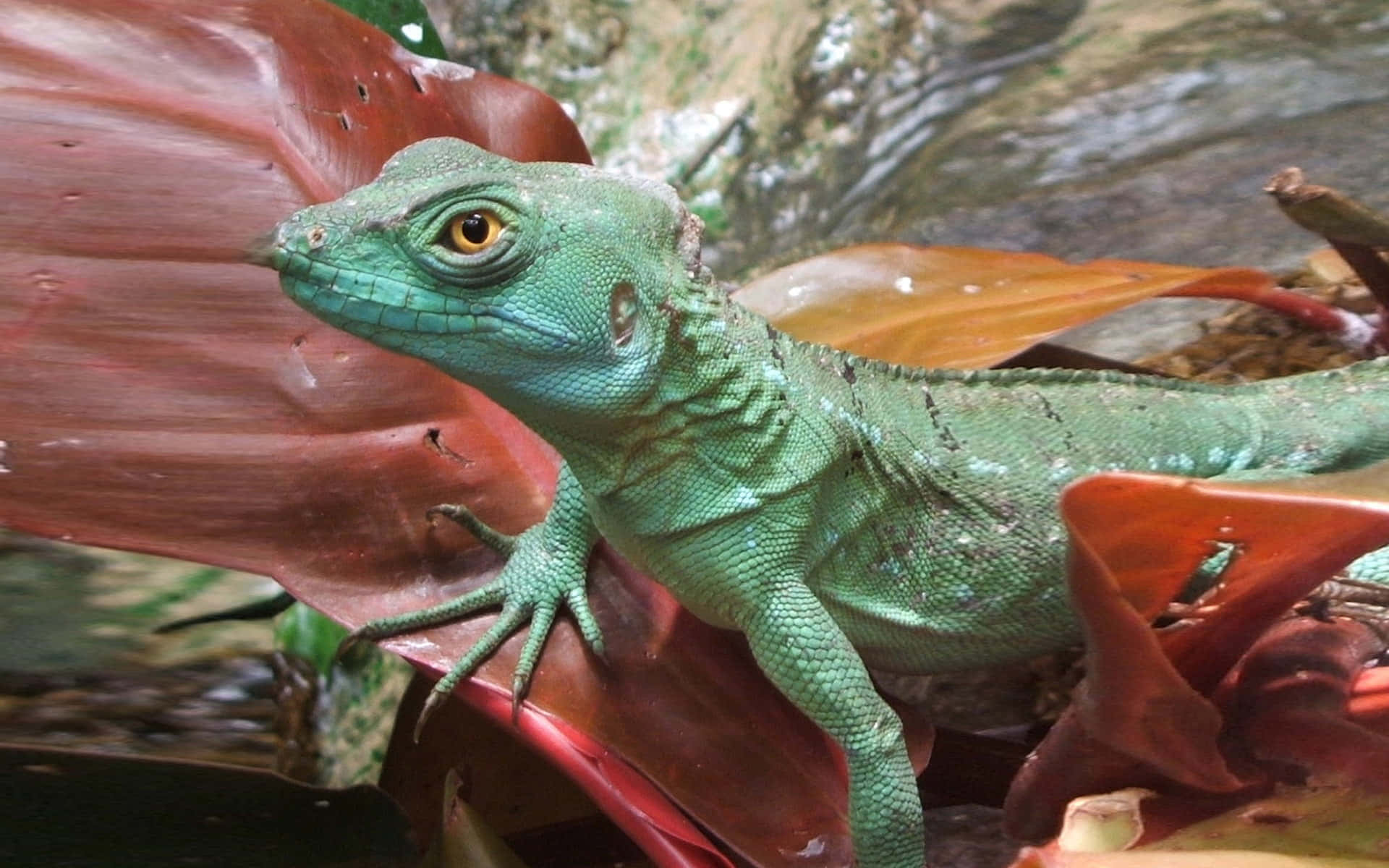 Green Basilisk Lizard, red leaves, lush jungle, Full HD Desktop Wallpaper