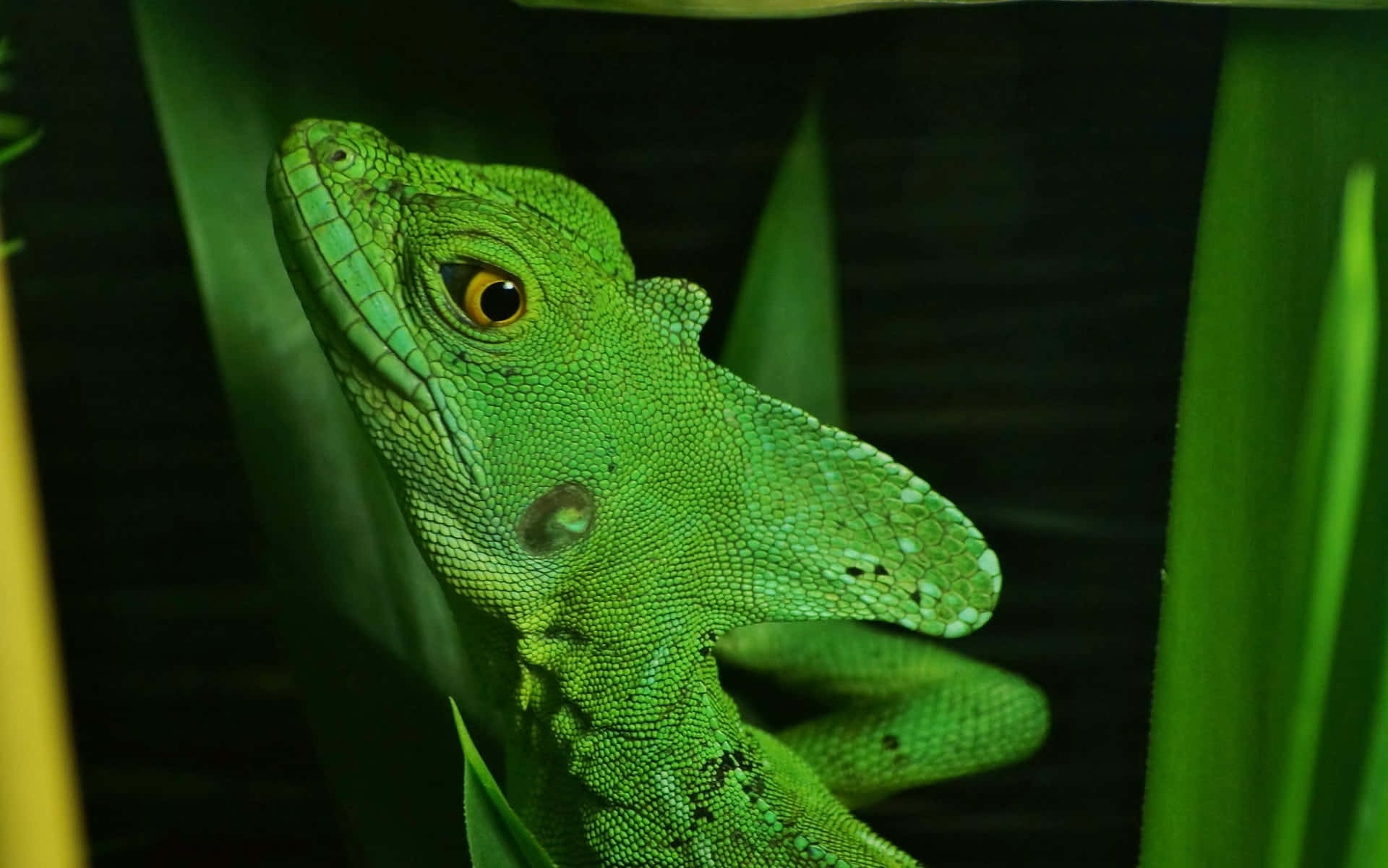 Green Basilisk Lizard, tropical leaves, dim lighting, Full HD Desktop Wallpaper