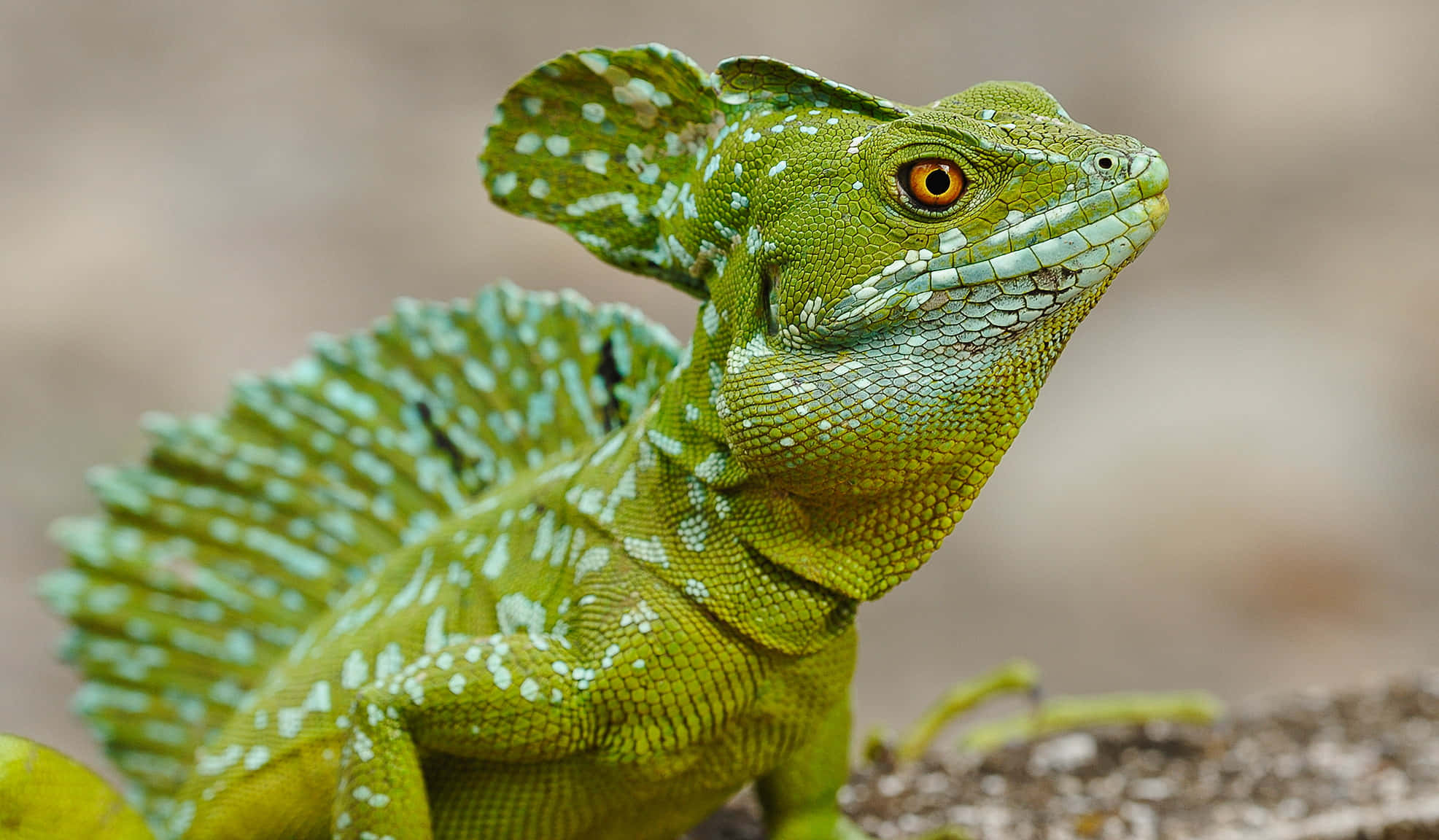 Green Basilisk Lizard, white spots, orange eyes, Full HD Desktop Wallpaper