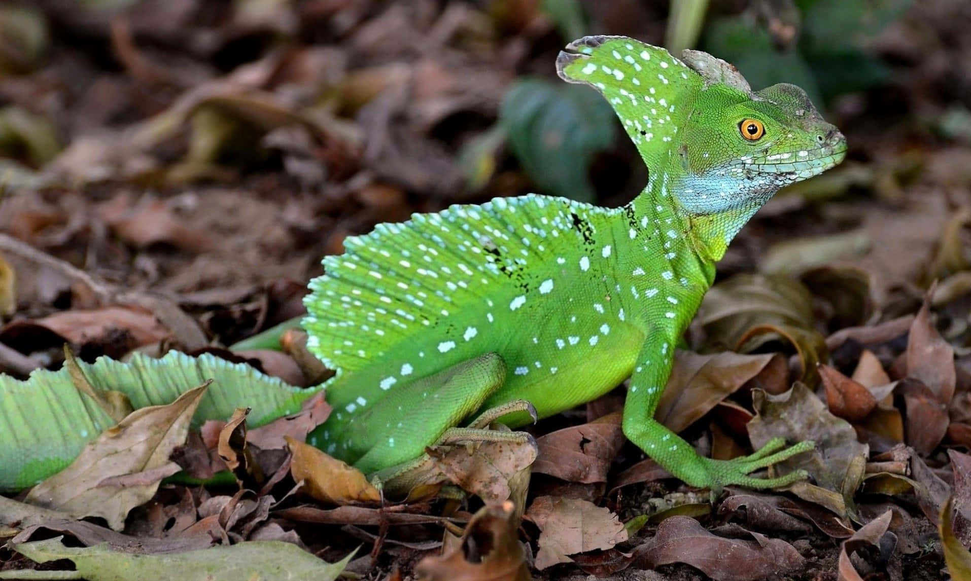 Green Basilisk Lizard, white spots, crested head, HD Desktop Wallpaper