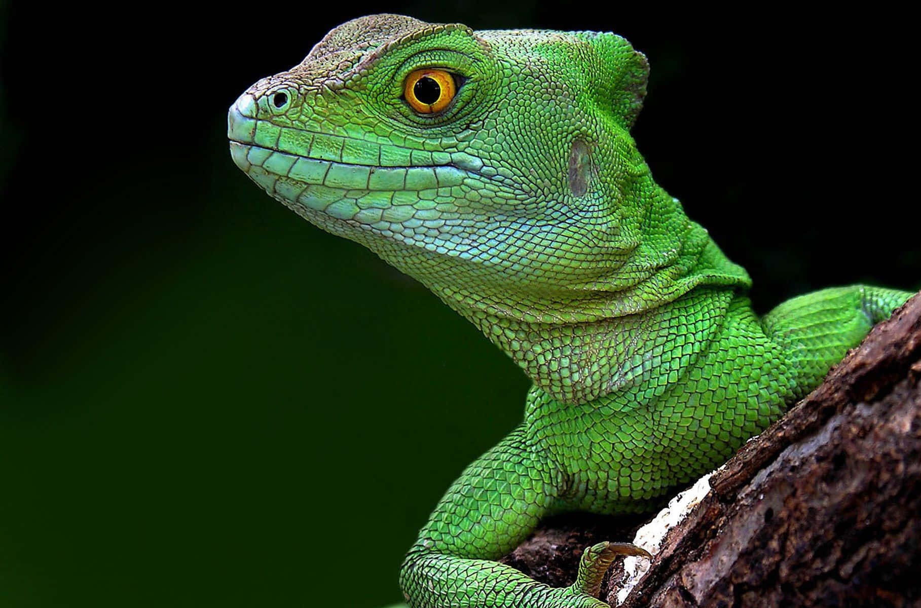 Green Basilisk Lizard, yellow eyes, textured tree branch, HD Desktop Wallpaper