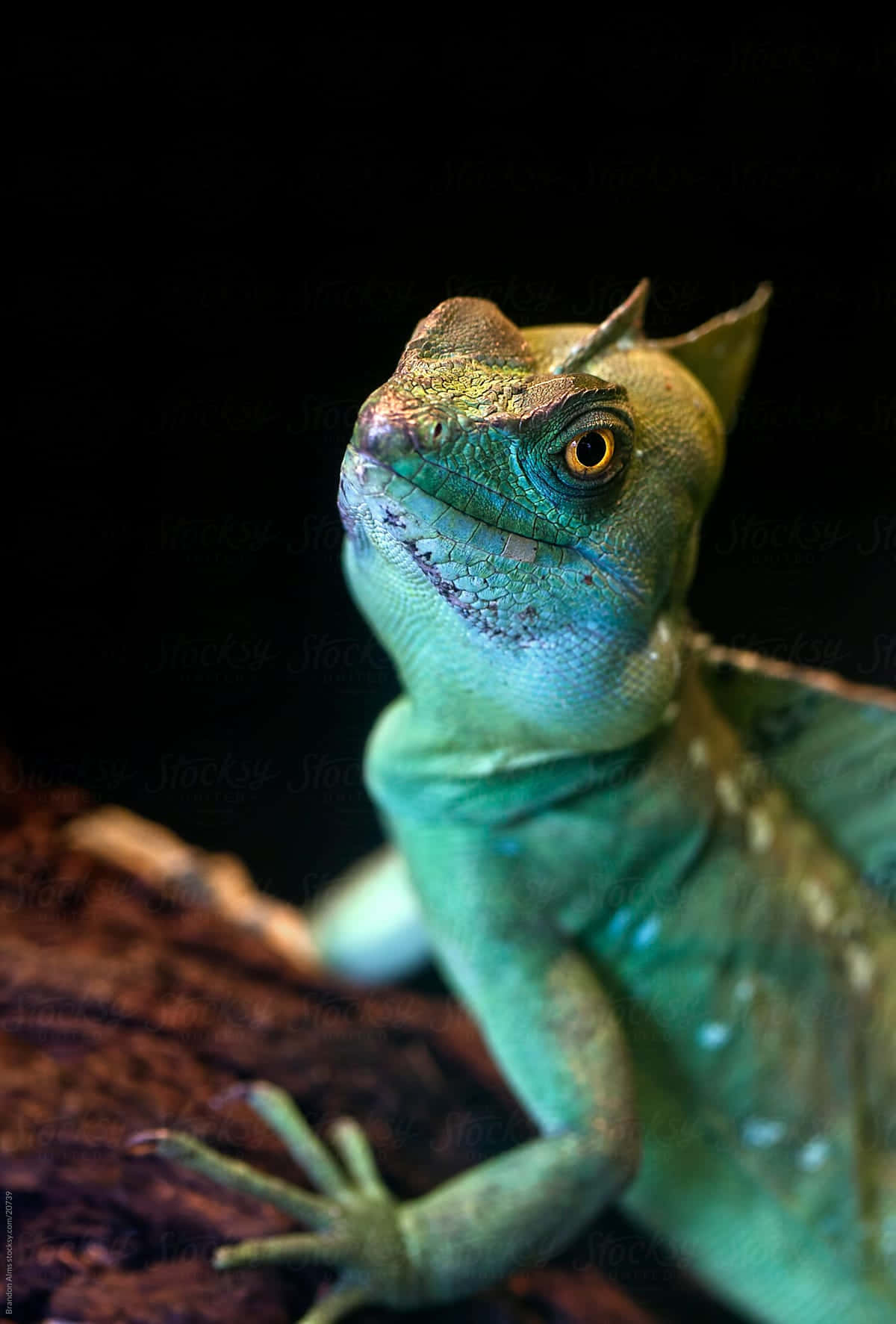 Basilisk Lizard, vibrant green, striking orange eyes, HD Phone Wallpaper