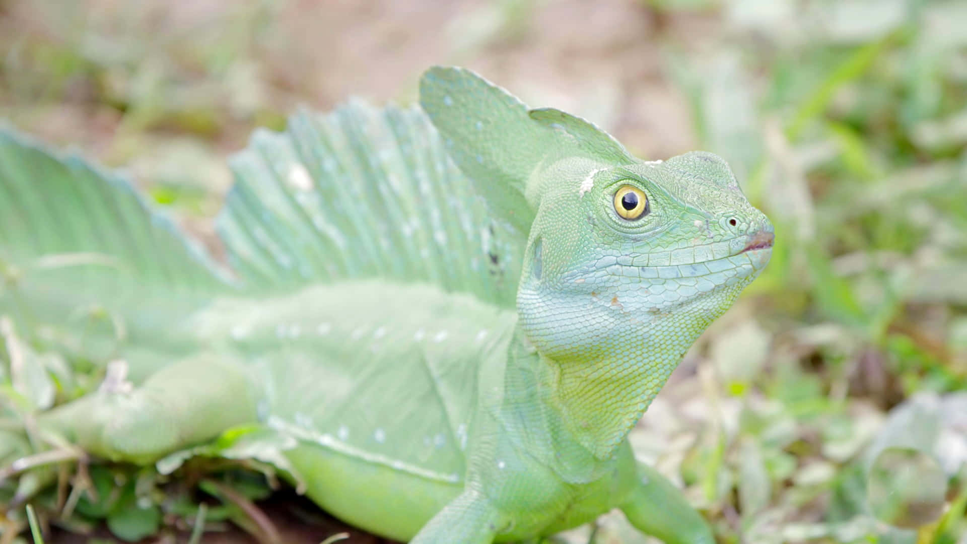 Green Basilisk Lizard, natural habitat, leaf-like crest, Full HD Desktop Wallpaper