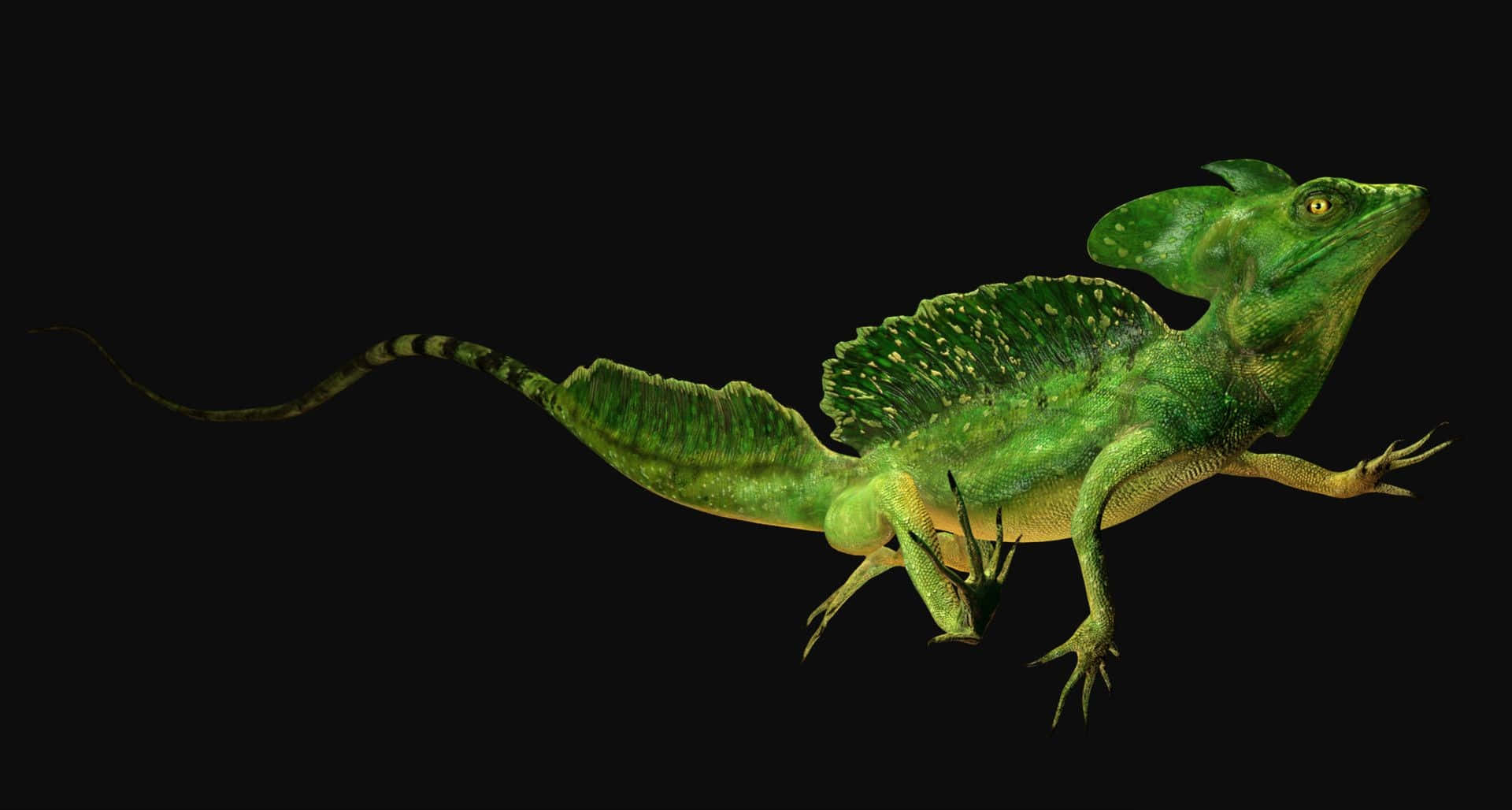 Green Basilisk Lizard, detailed frill, striped tail, Full HD Desktop Wallpaper