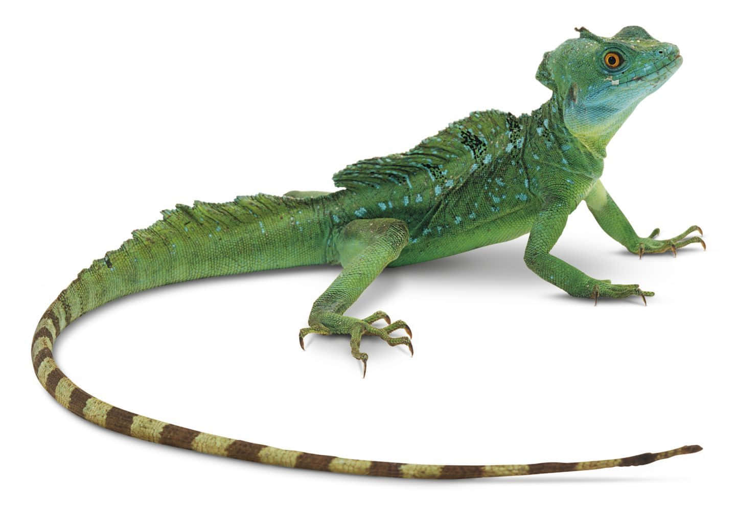 Green Basilisk Lizard, striped tail, spiky back, HD Desktop Wallpaper
