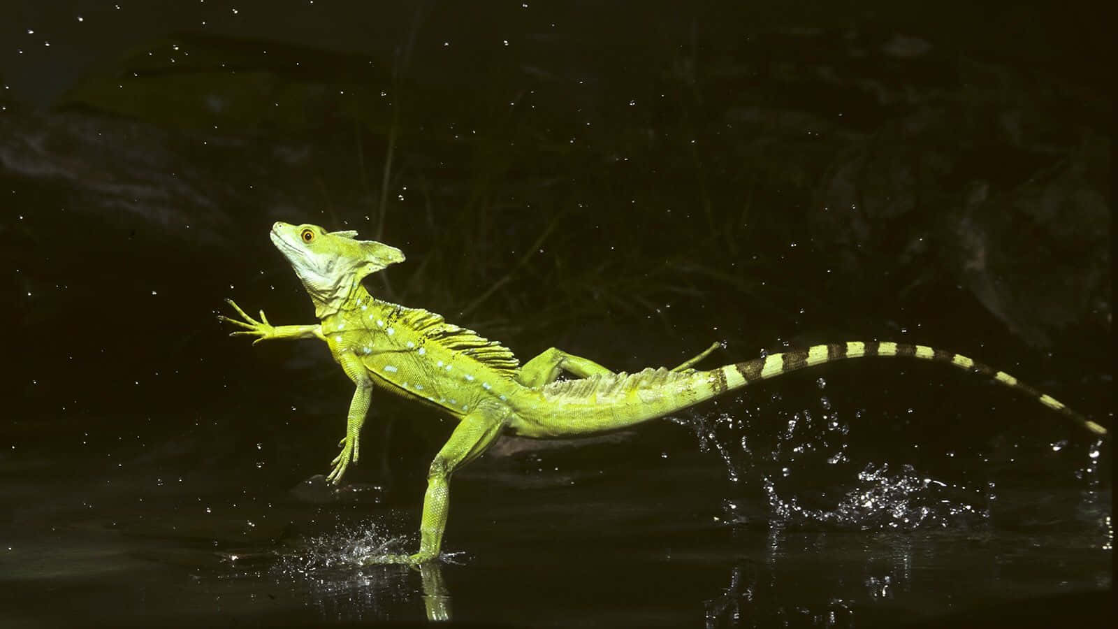 Basilisk Lizard, water run, dark water, HD Desktop Wallpaper