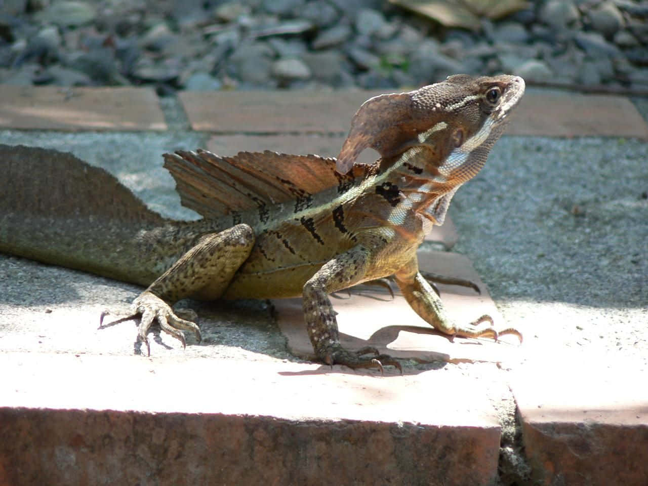 basilisk lizard, sunningon path, brown, HD Desktop Wallpaper