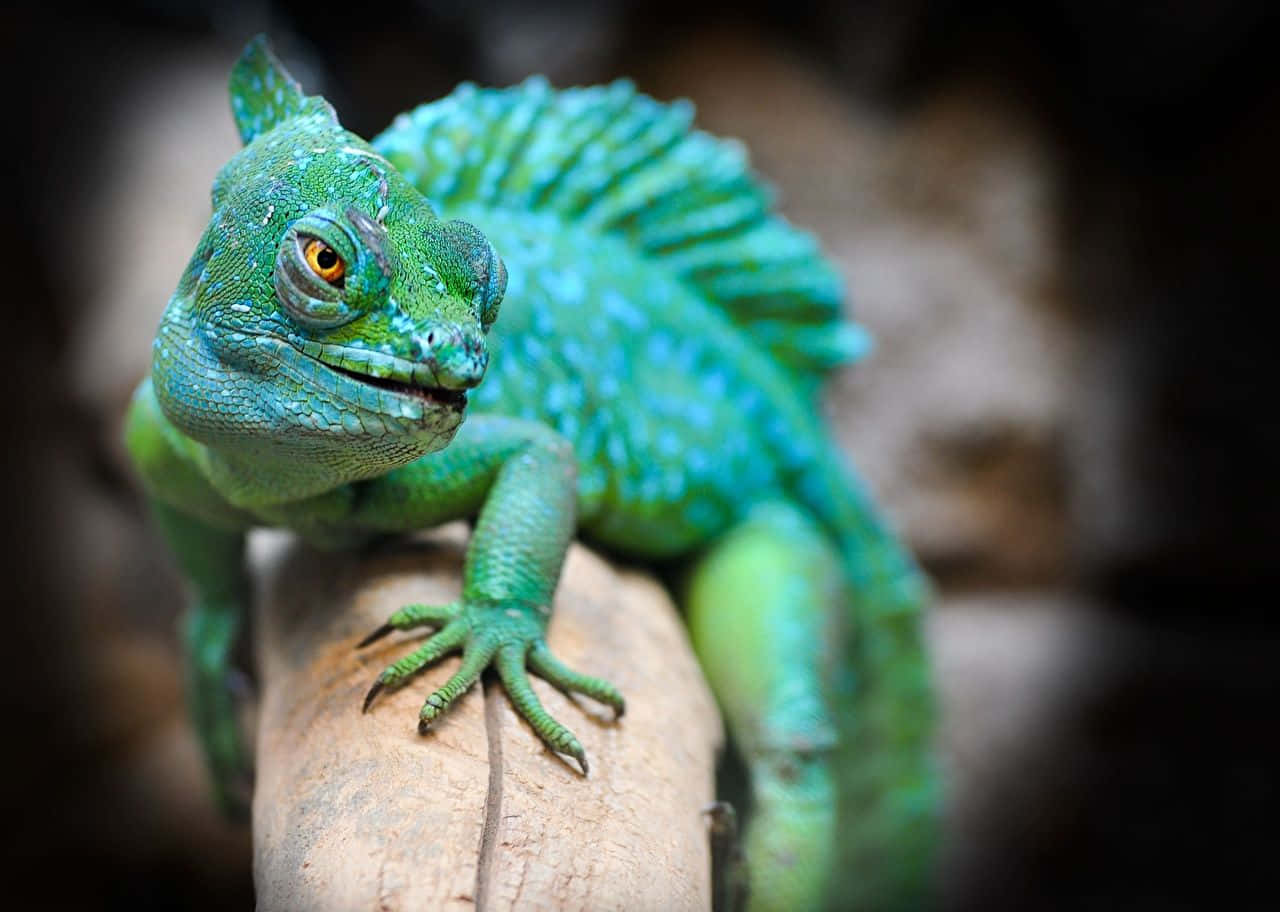 vibrant green basilisk lizard, spiky crest, weathered log, HD Desktop Wallpaper
