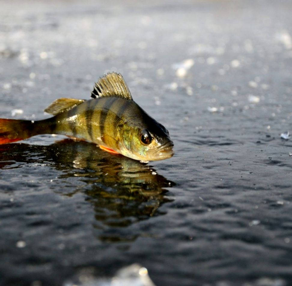Bass Fishing, perch fish, cracked ice, SD Desktop Wallpaper