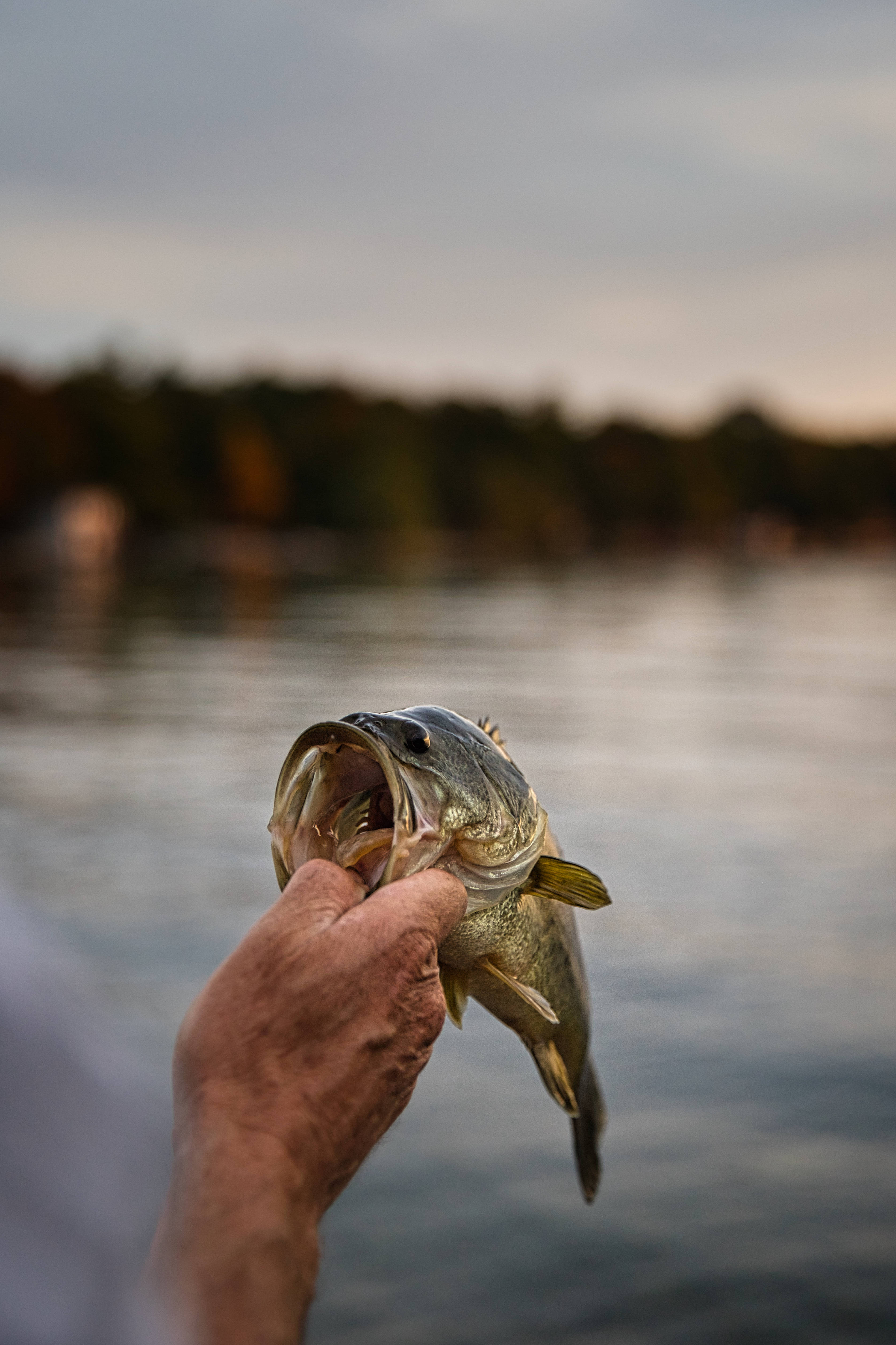 bass, lake, dusk, 4K Phone Wallpaper