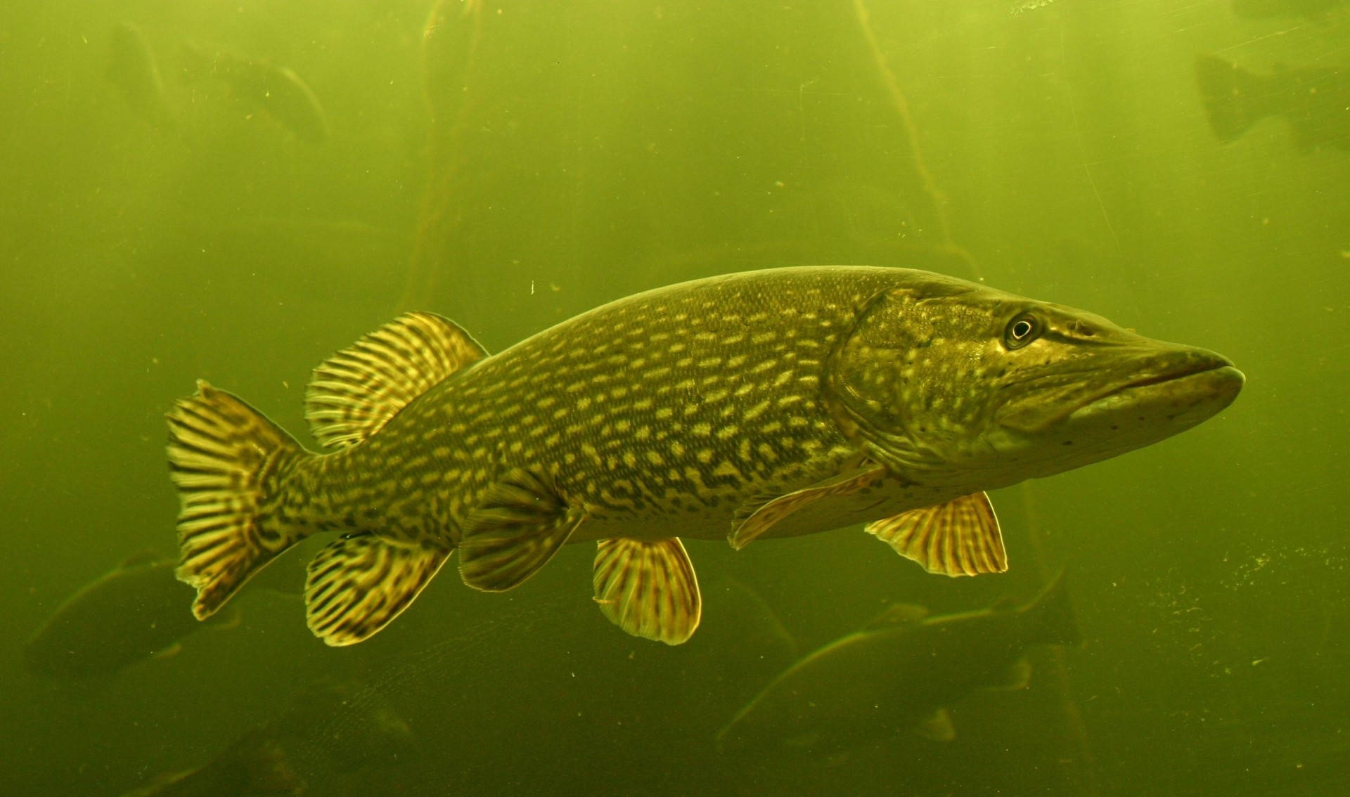 Bass Fishing, large pike, murky green water, Full HD Desktop Wallpaper