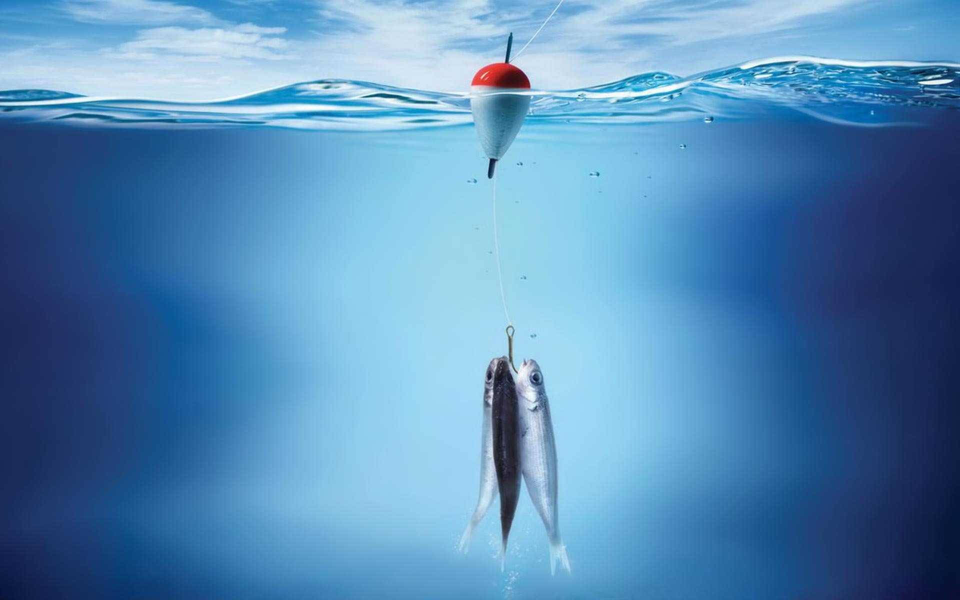 Bass Fishing, fishing float, silver fish, Full HD Desktop Wallpaper