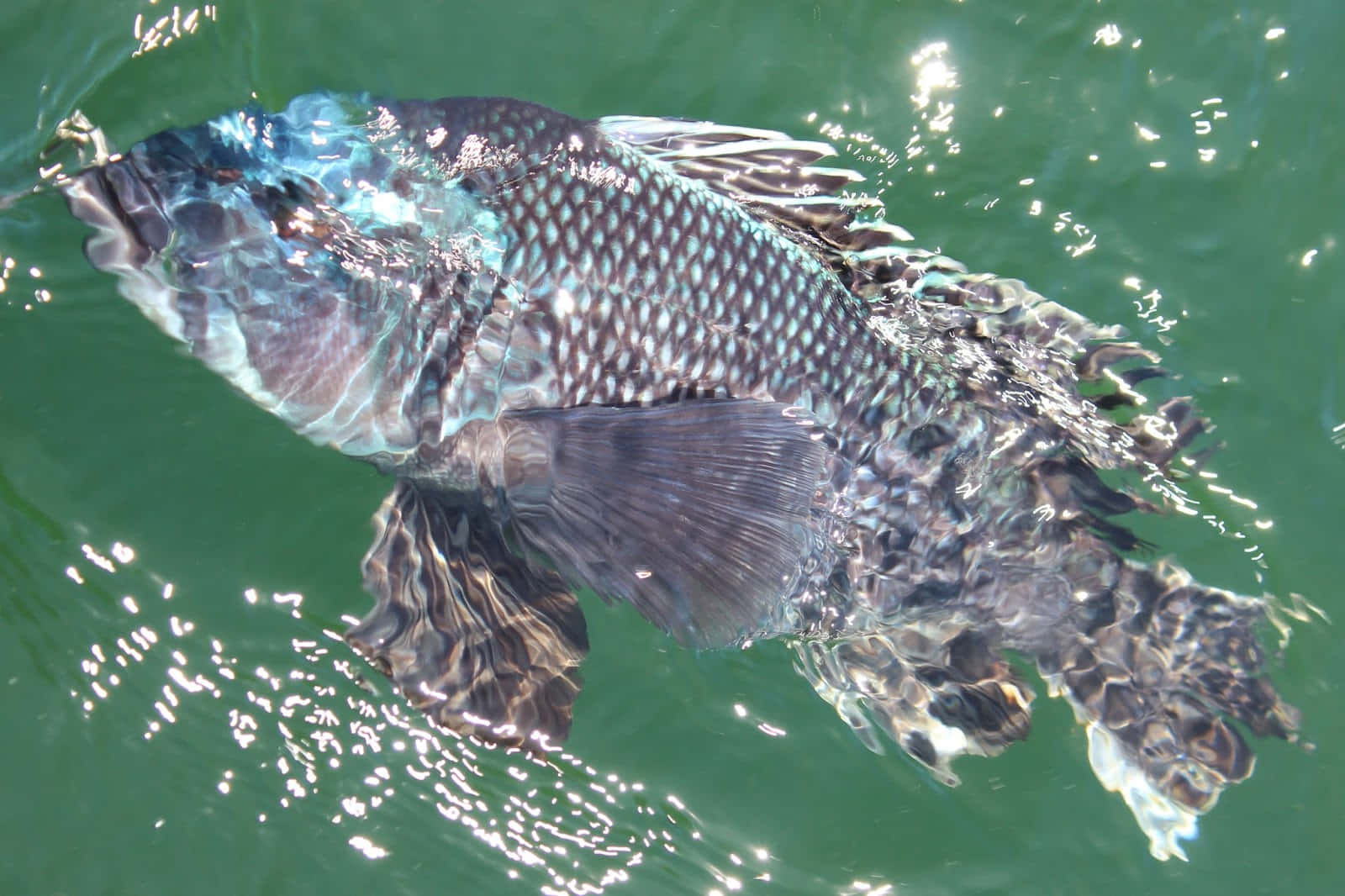 Black Sea Bass, green water, sunlight glinting off ripples, HD Desktop Wallpaper