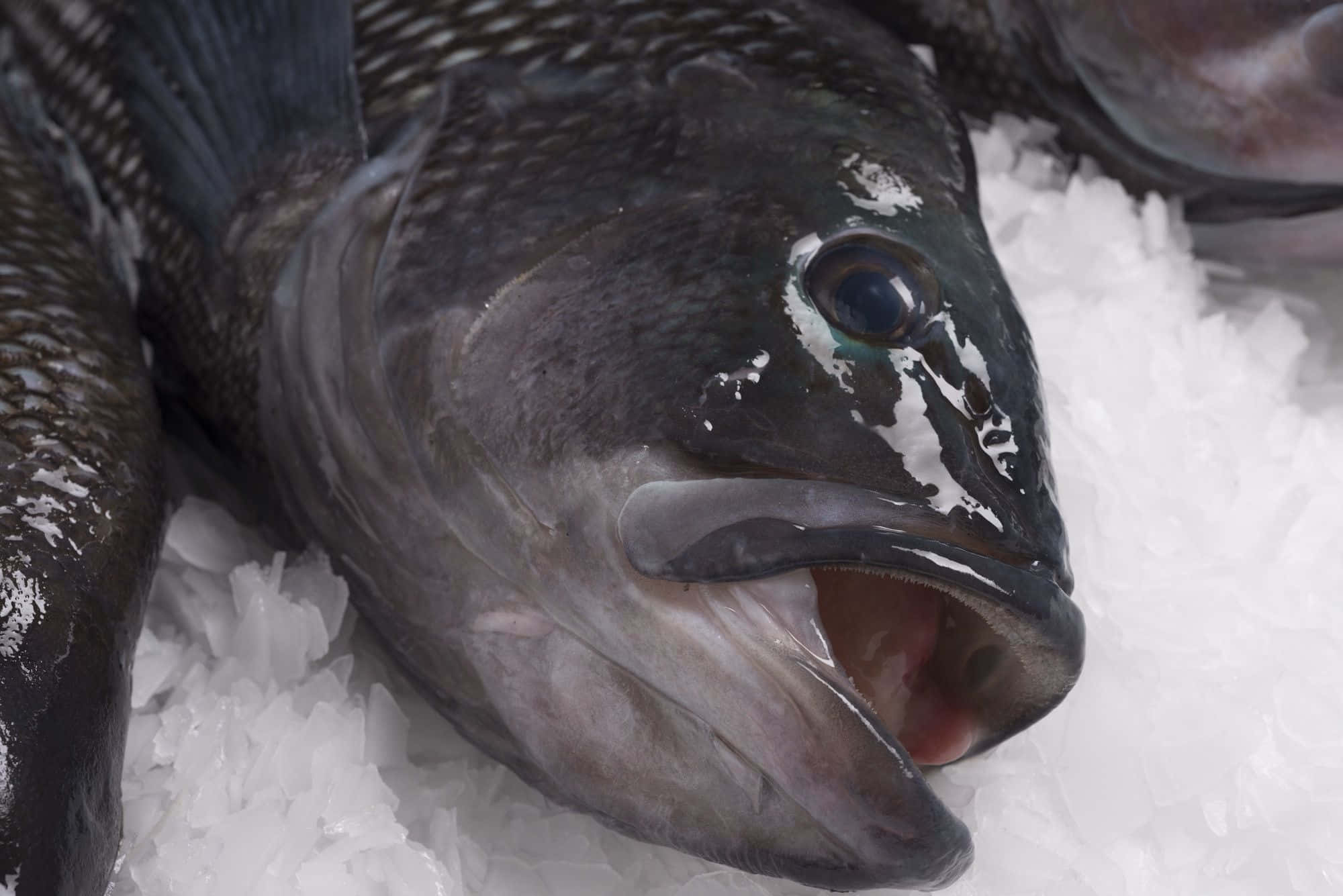 Black Sea Bass, dark-scaled fish, open mouth, Full HD Desktop Wallpaper