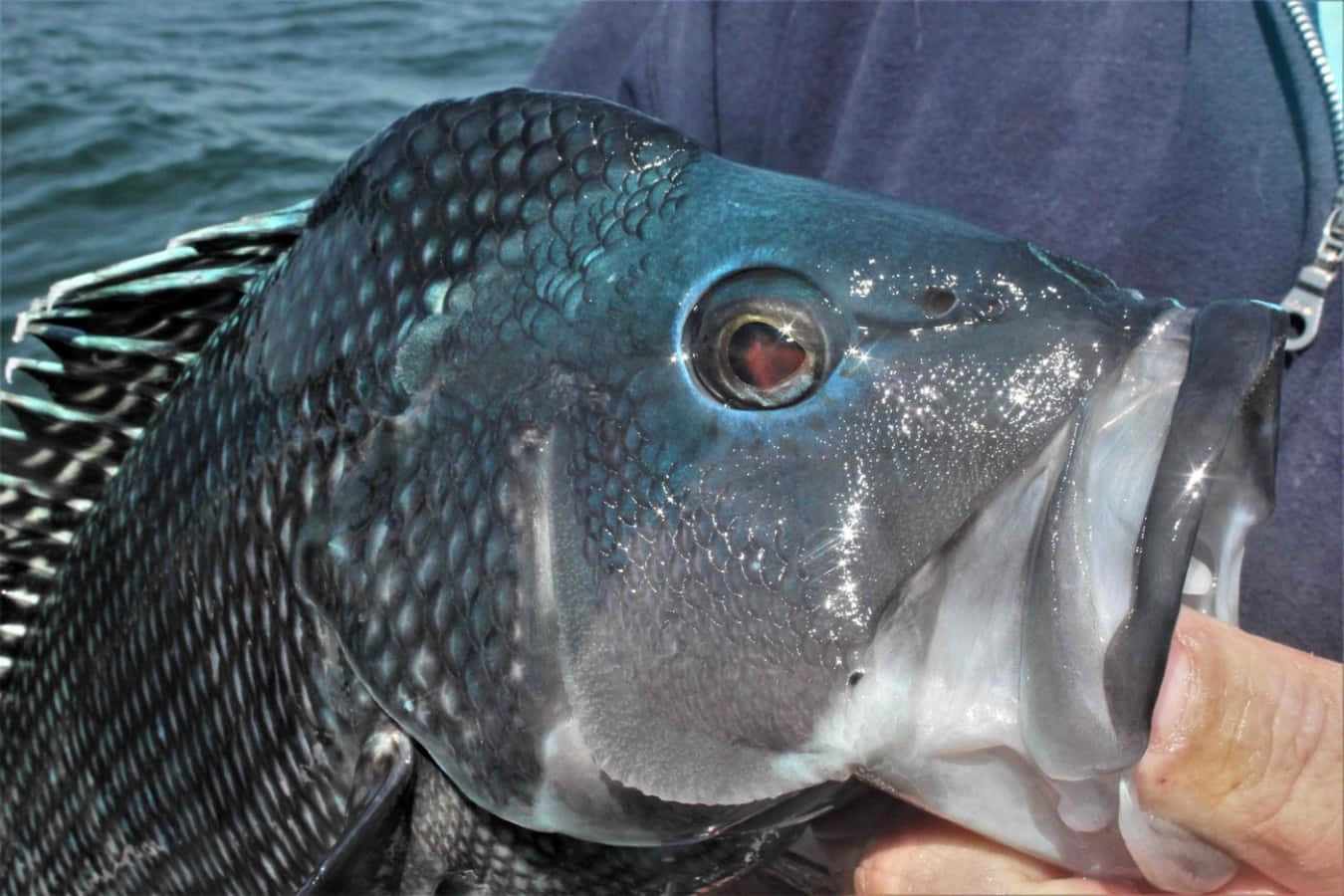 black sea bass, dark blue fish, detailed scales, HD Desktop Wallpaper