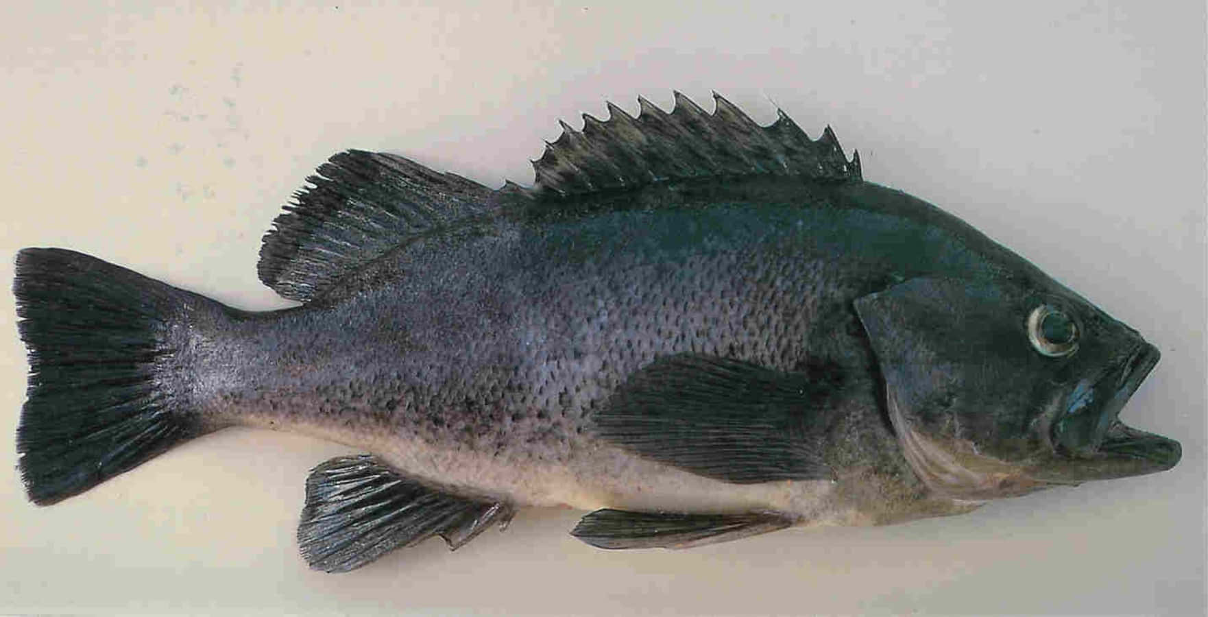 Black Sea Bass, dark gray, spiky dorsal fin, HD Desktop Wallpaper
