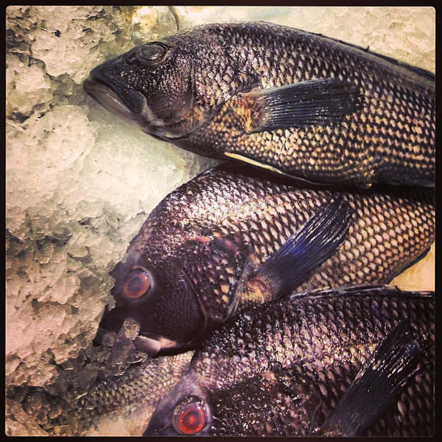 Black Sea Bass, dark scaled, red eyes, SD Desktop Wallpaper