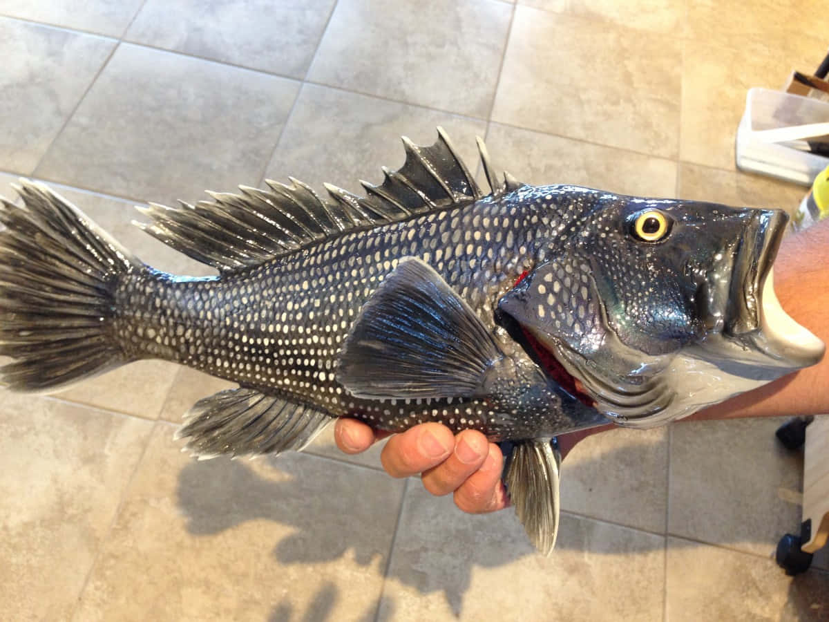 Black Sea Bass, spotted fish, sharp fins, SD Desktop Wallpaper
