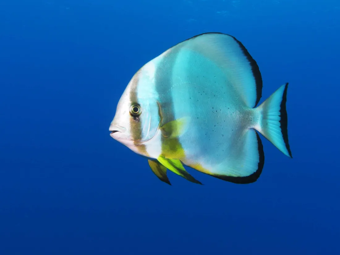 Batfish