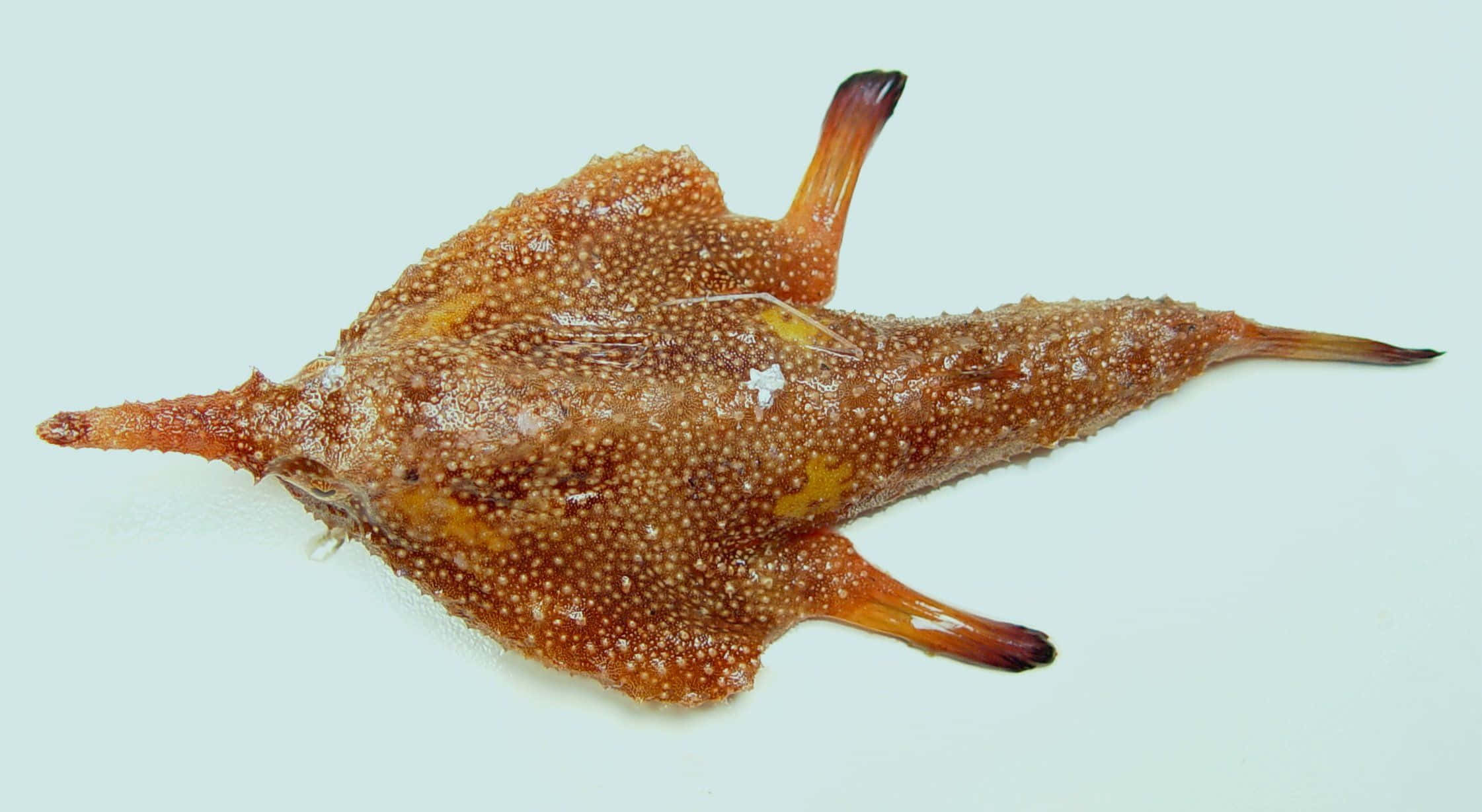 batfish, brown spotted, long pointed snout, Full HD Desktop Wallpaper