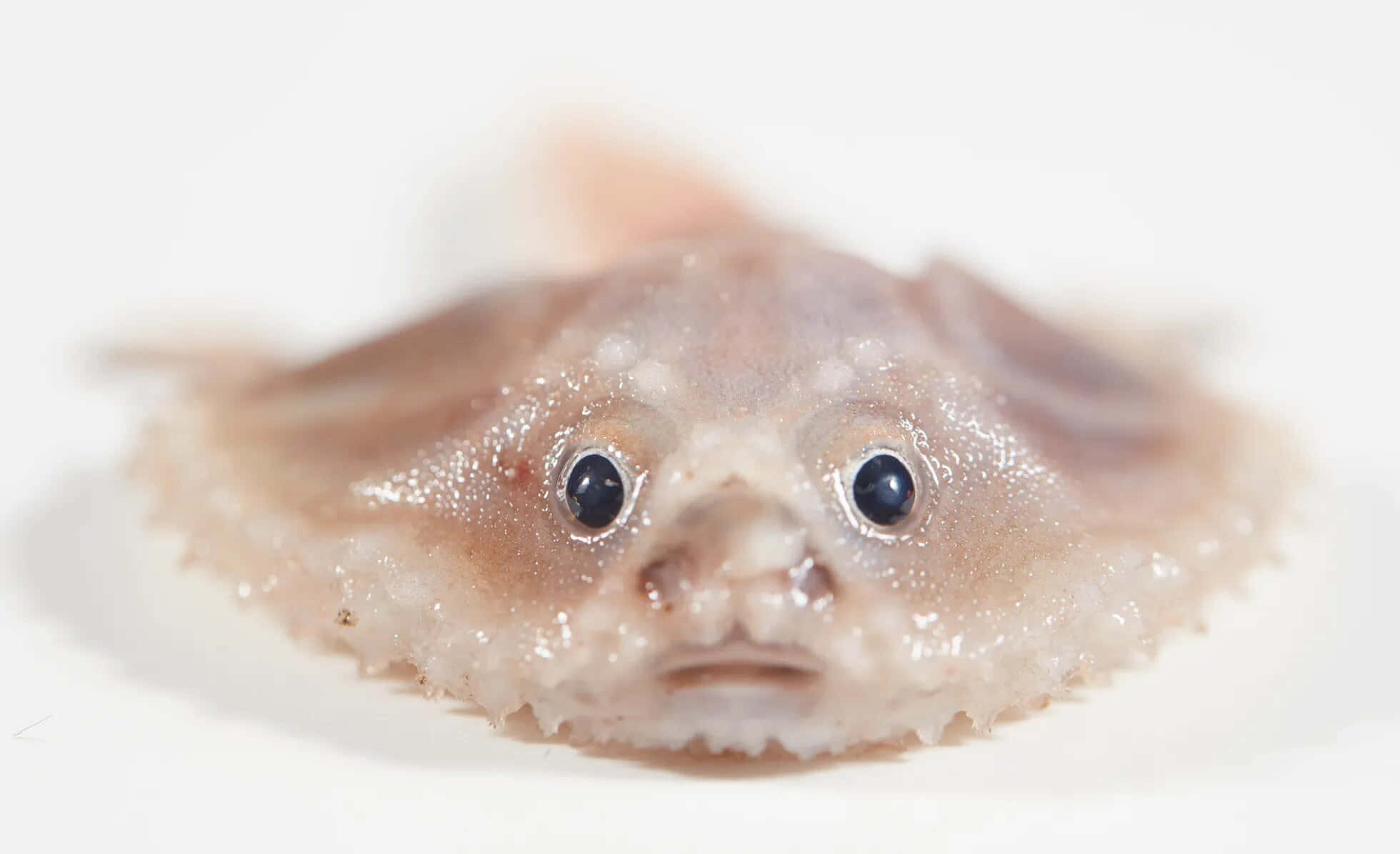 Batfish, flatfish, large dark eyes, Full HD Desktop Wallpaper