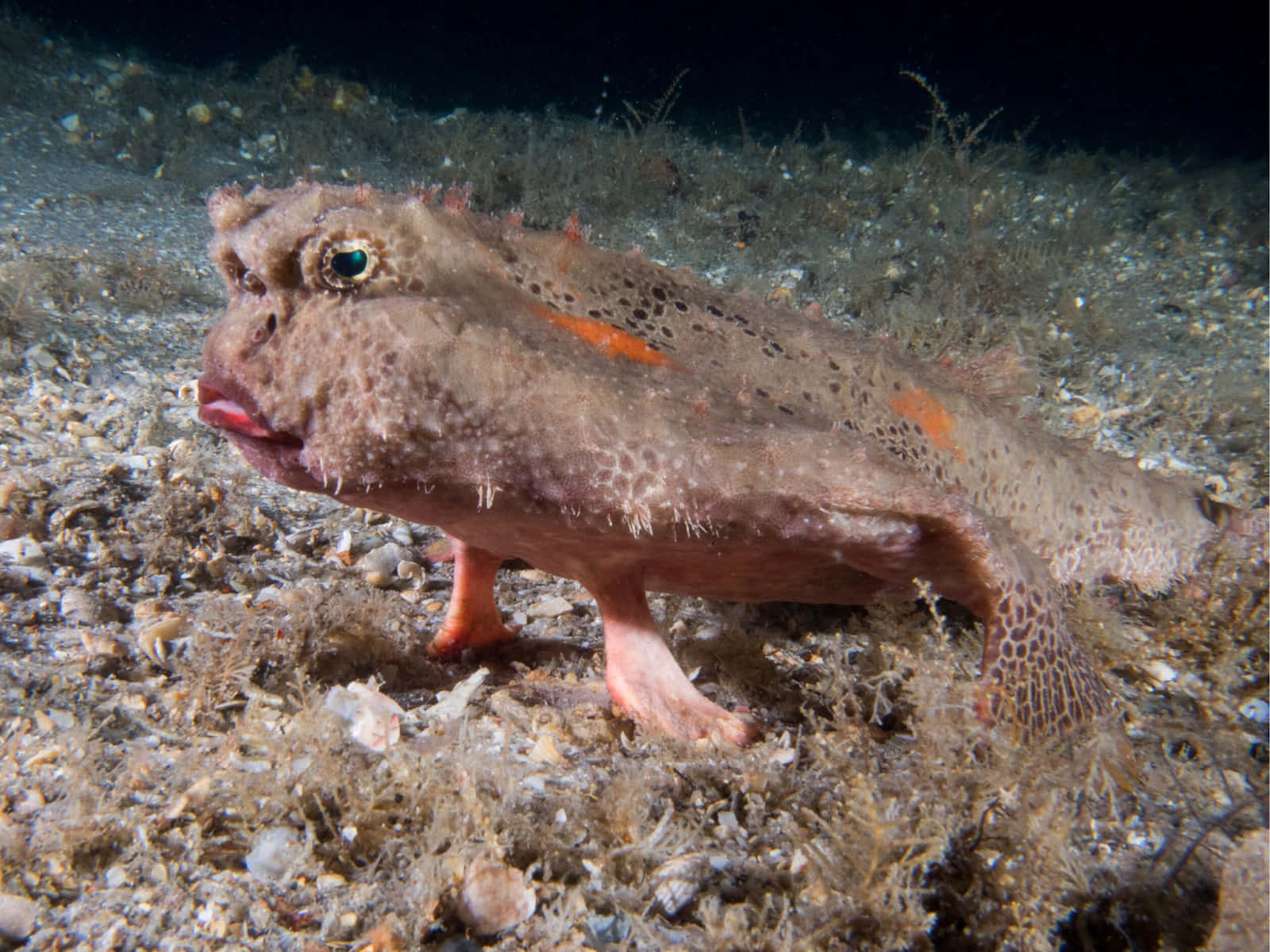 Batfish, camouflaged frogfish, orange spots, HD Desktop Wallpaper