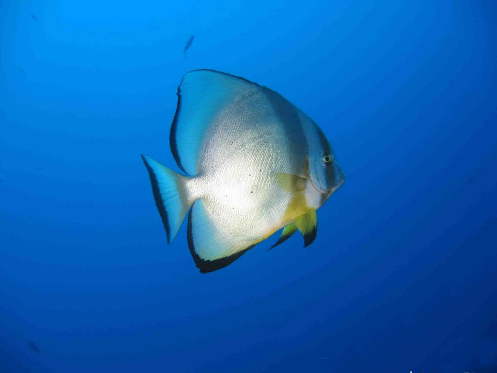Batfish, silver, yellow, HD Desktop Wallpaper