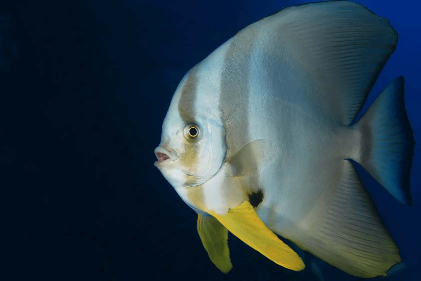 batfish, deep blue ocean water, silver and yellow, HD Desktop Wallpaper