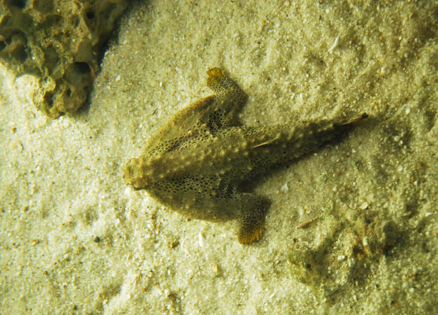 batfish, frogfish, sandy ocean floor, HD Desktop Wallpaper