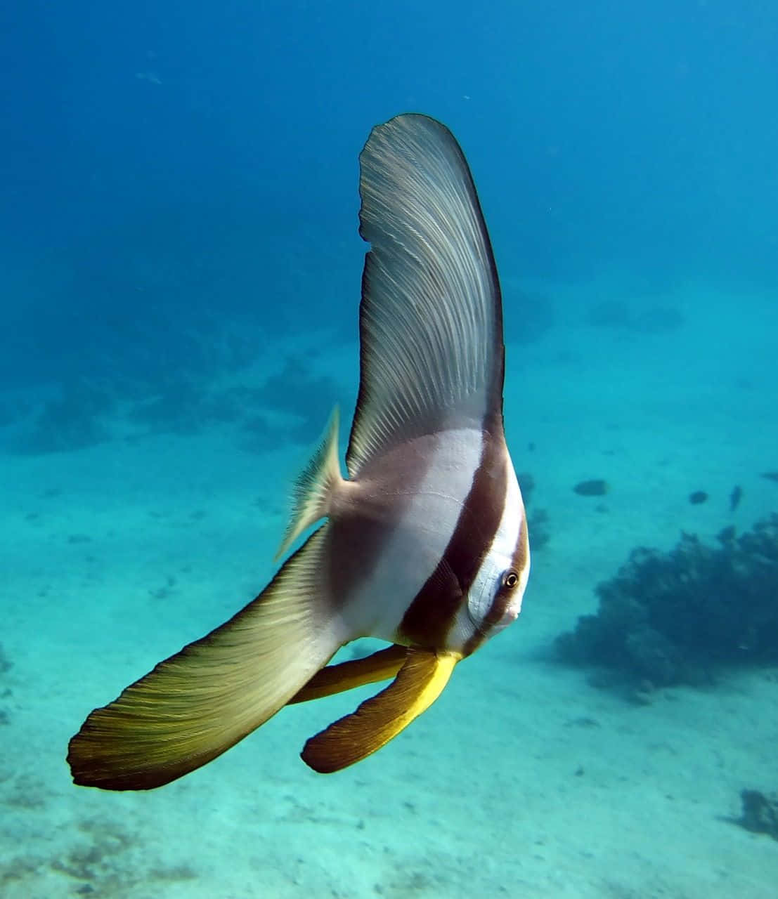 batfish, tropical waters, sandy ocean floor, HD Phone Wallpaper