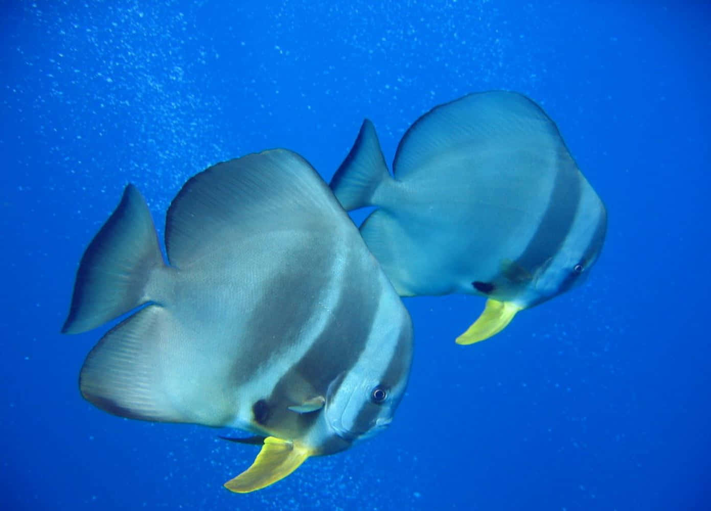 Batfish, silver, black, HD Desktop Wallpaper