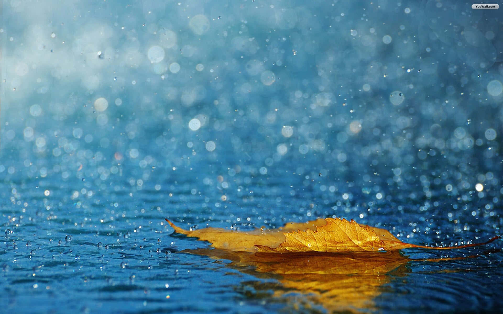 golden autumn leaf, rippling blue water, sparkling droplets, Full HD Desktop Wallpaper