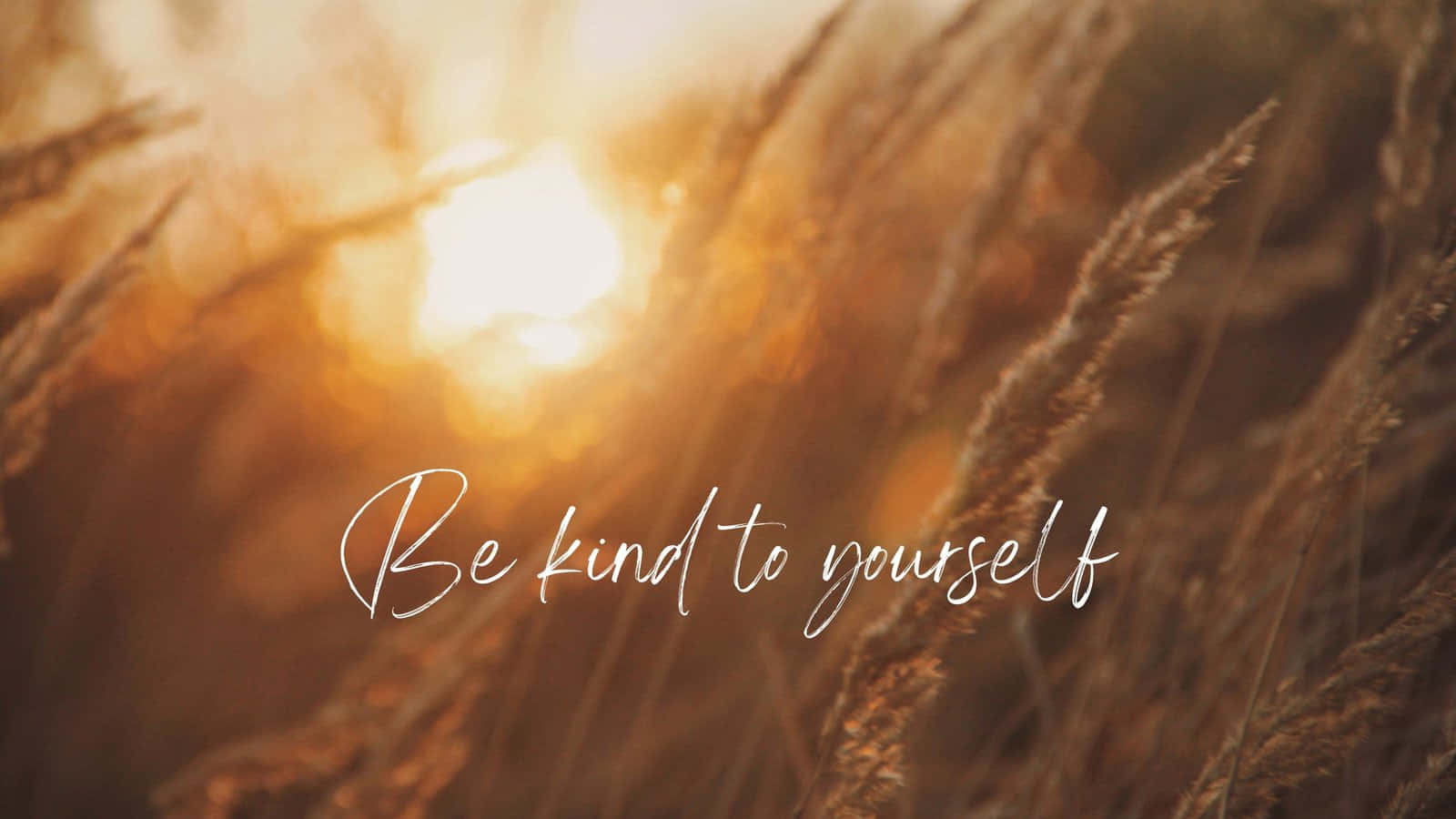 Golden sunlight, tall grasses, soft bokeh, HD Desktop Wallpaper