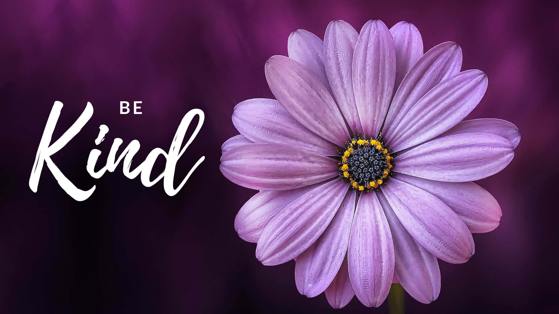 Be Kind, violet flower, dew drops, Full HD Desktop Wallpaper