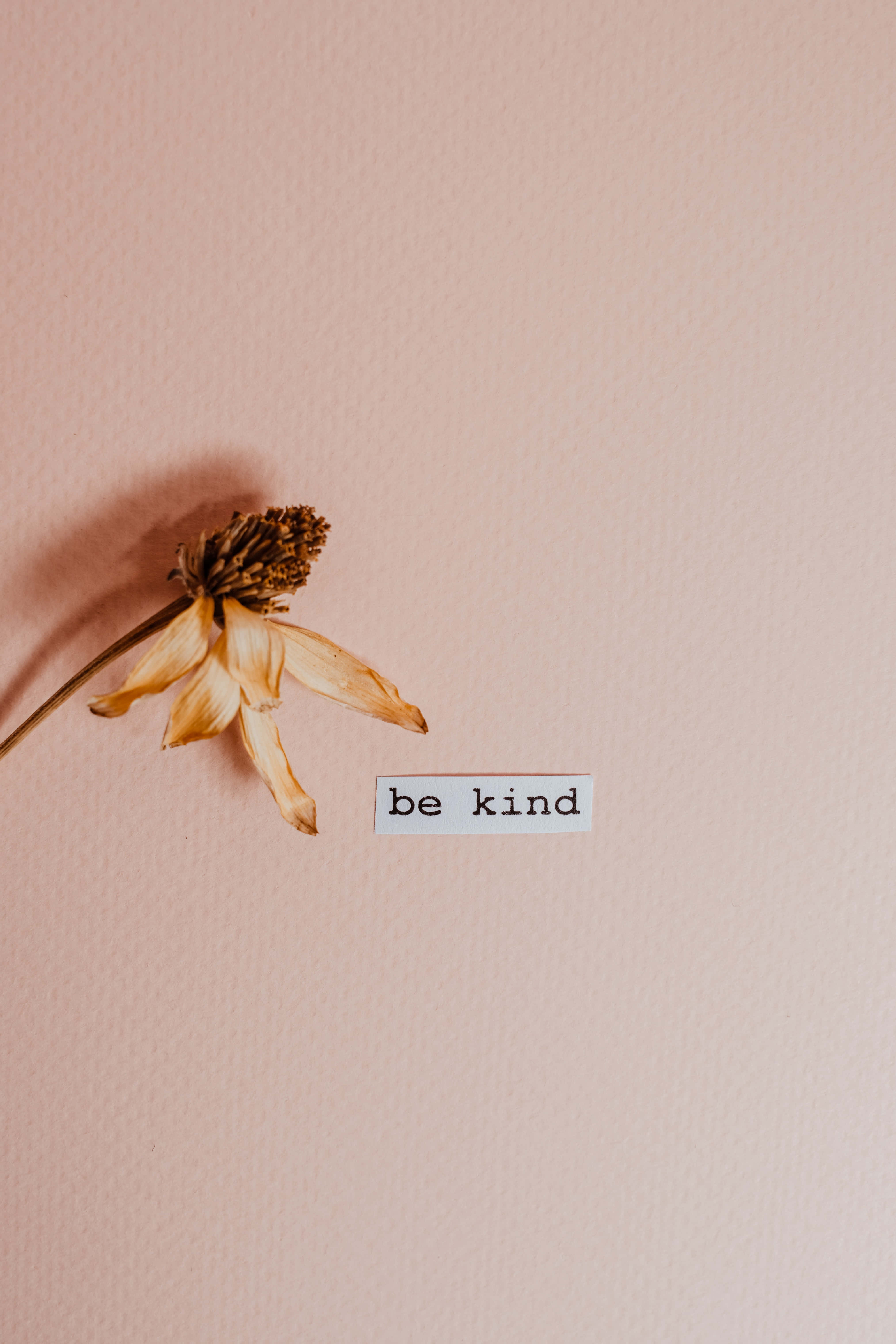 be kind, dried flower, soft pink textured wall, 5K Phone Wallpaper