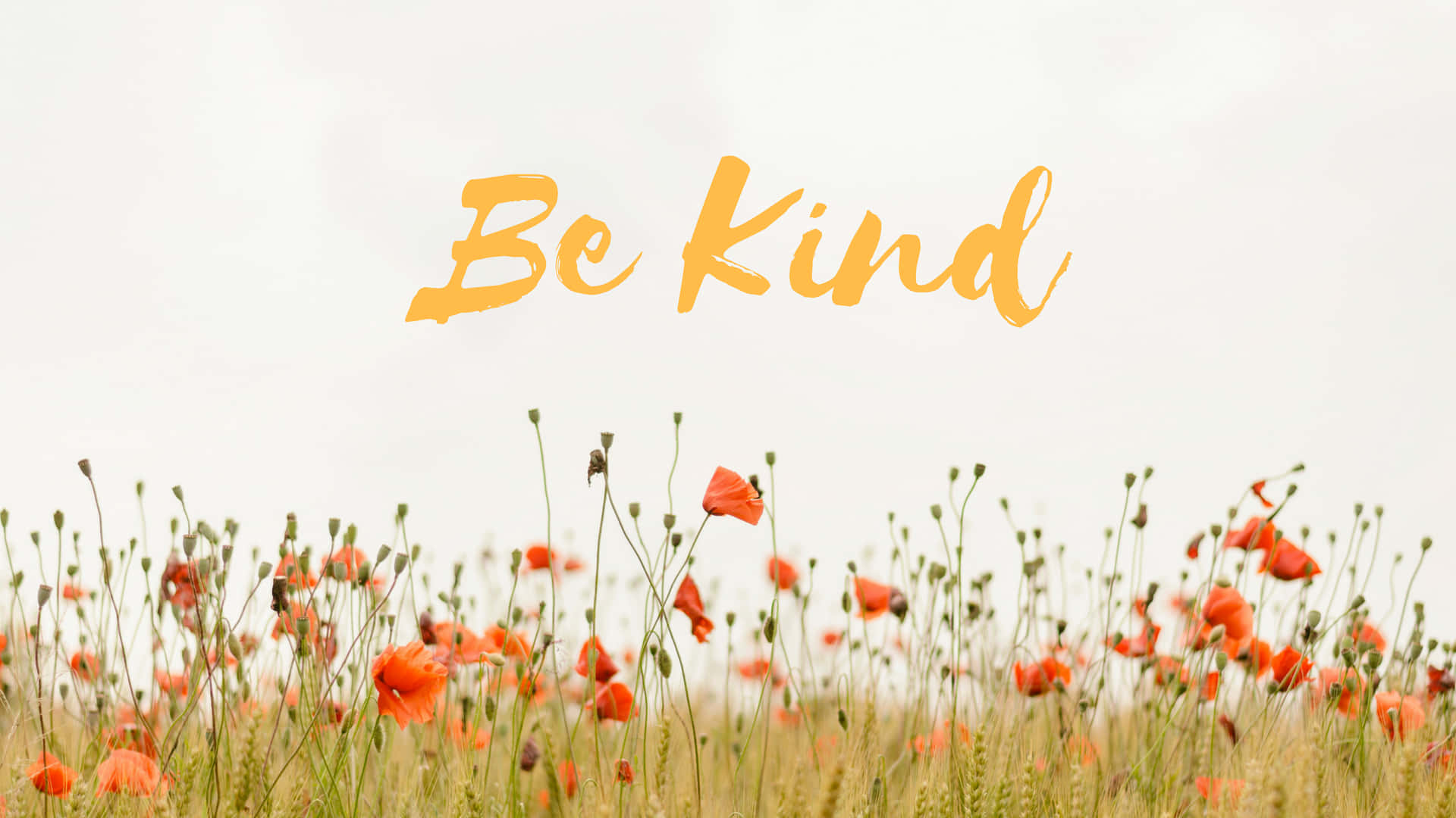 Be Kind, orange poppies, soft sky, Full HD Desktop Wallpaper