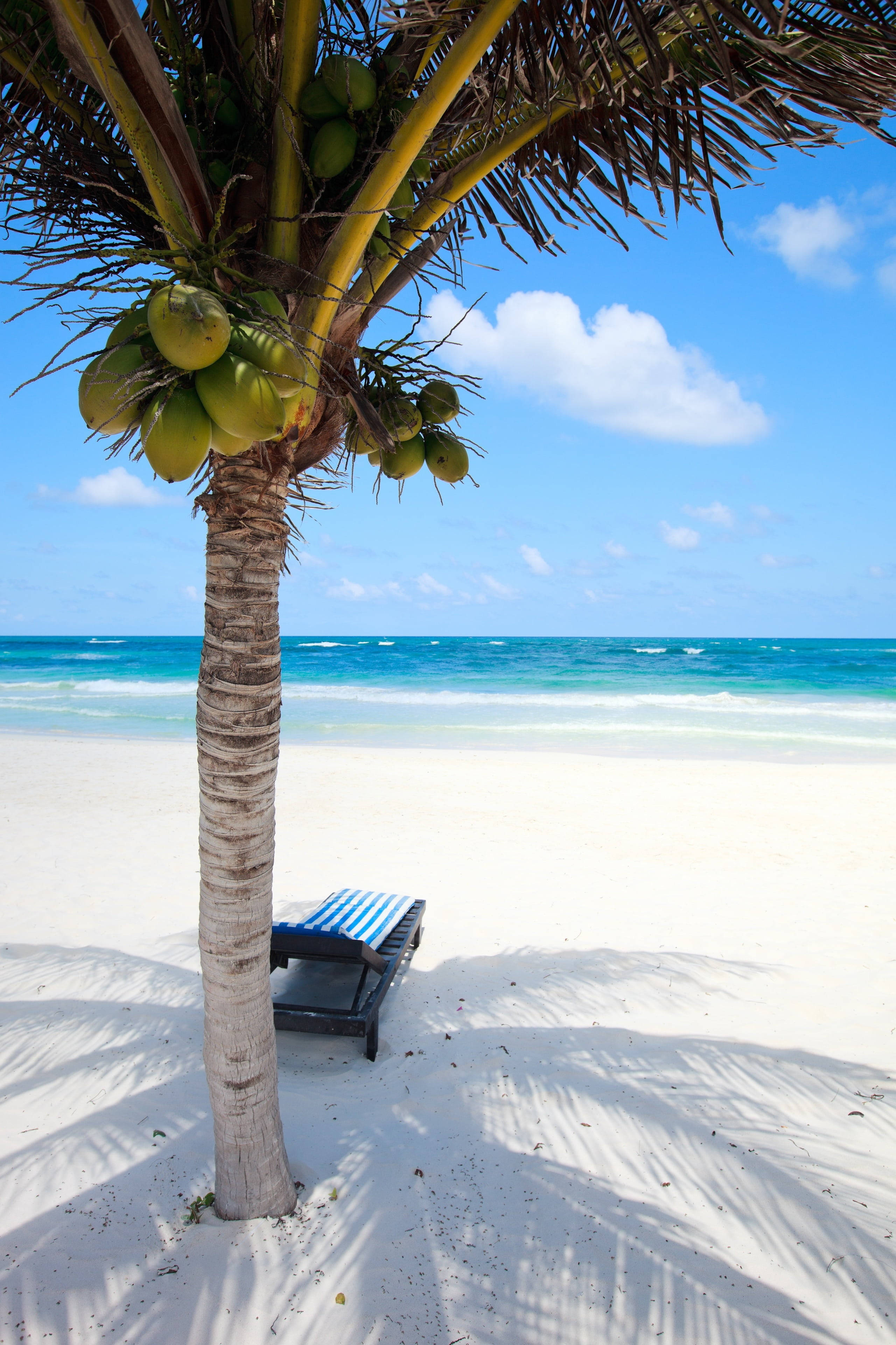 4K iPhone, coconut tree, beach chair, 4K Phone Wallpaper