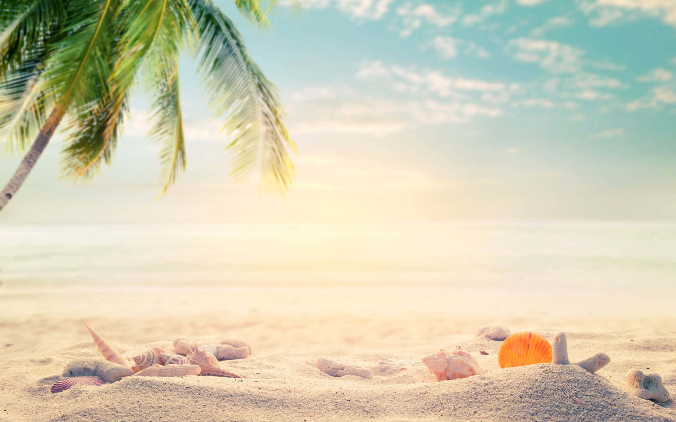 beach, palm fronds, seashells, 2K Desktop Wallpaper