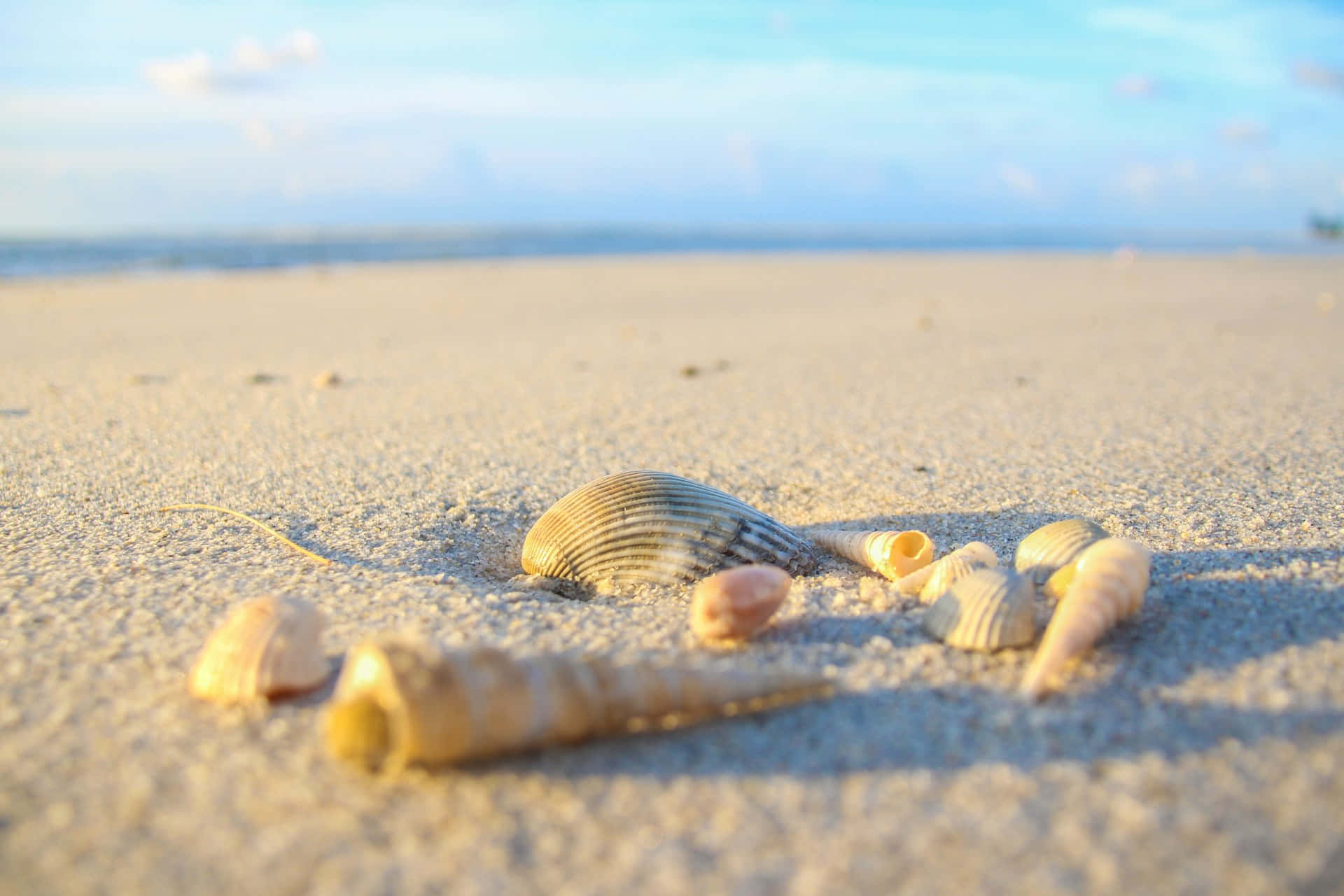 seashell serenity beachscape, sunlit seashells, textured sand, Full HD Desktop Wallpaper