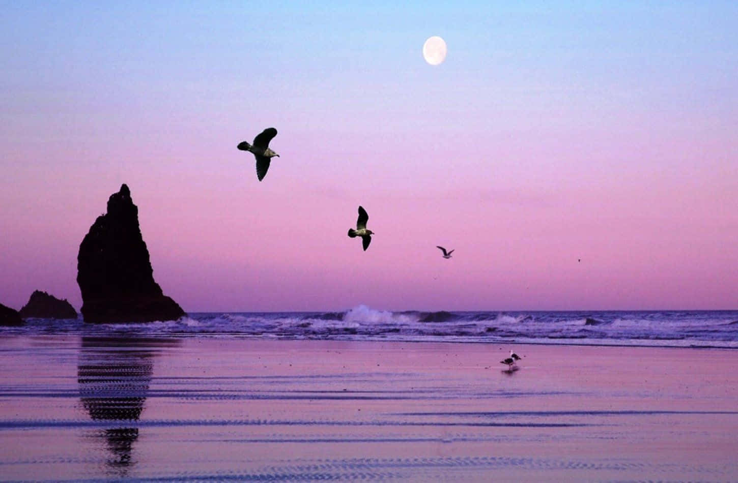 moonlit beach, pink and purple twilight sky, silhouetted seagulls, HD Desktop Wallpaper