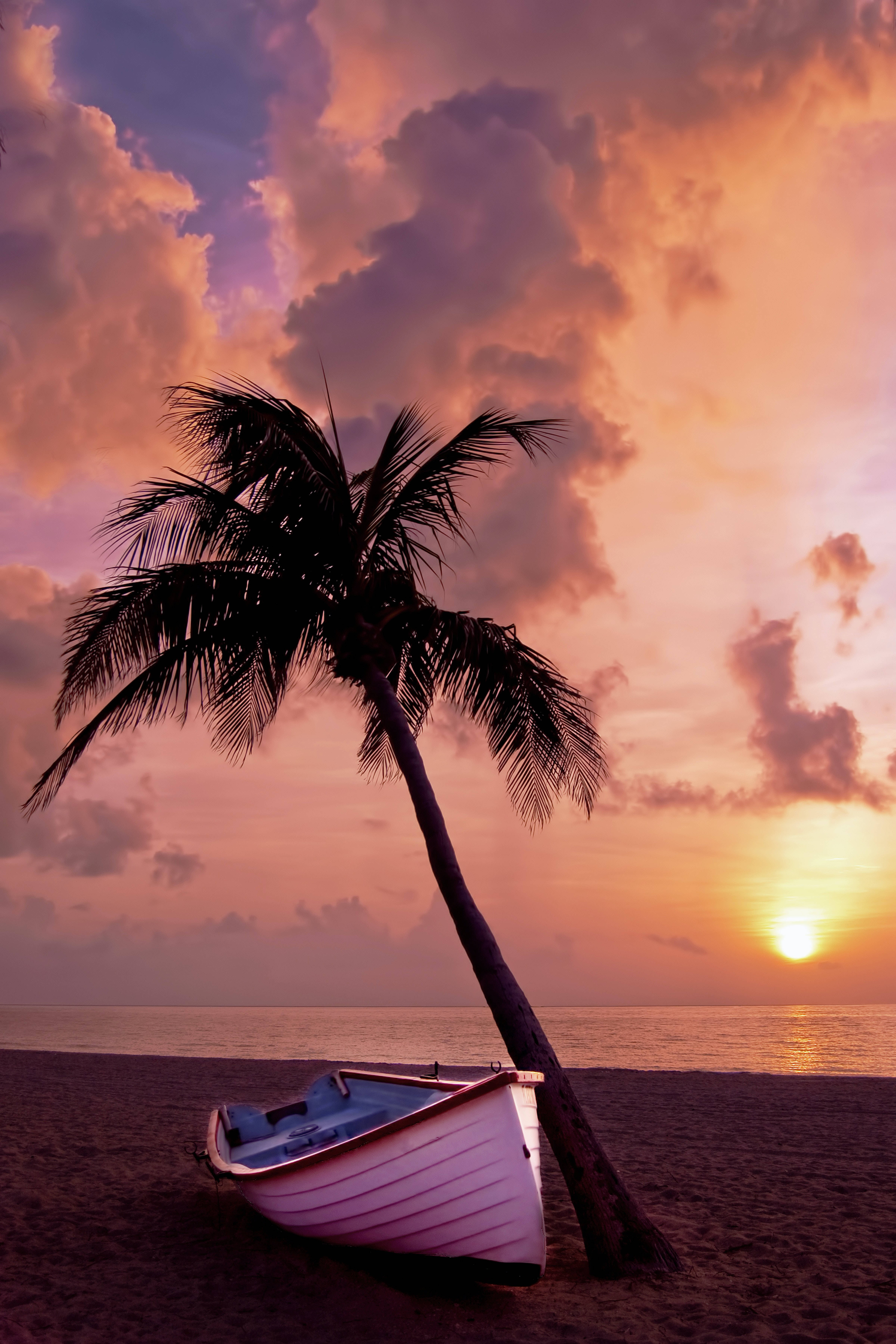 Boat And Palm Tree Beach Android, white boat, sandy beach, 5K Phone Wallpaper