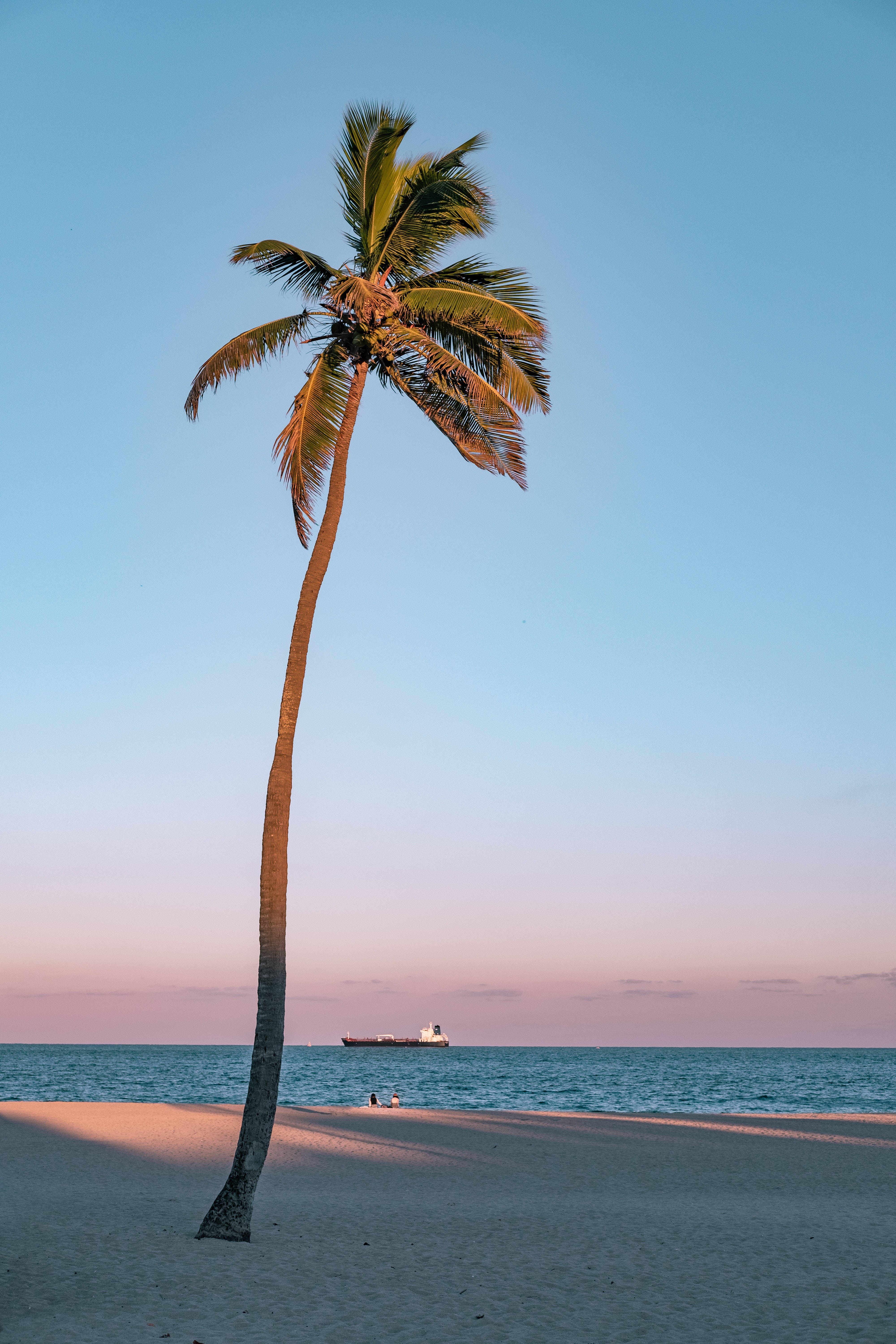 Tall Palm Tree, beach, sunset, 5K Phone Wallpaper