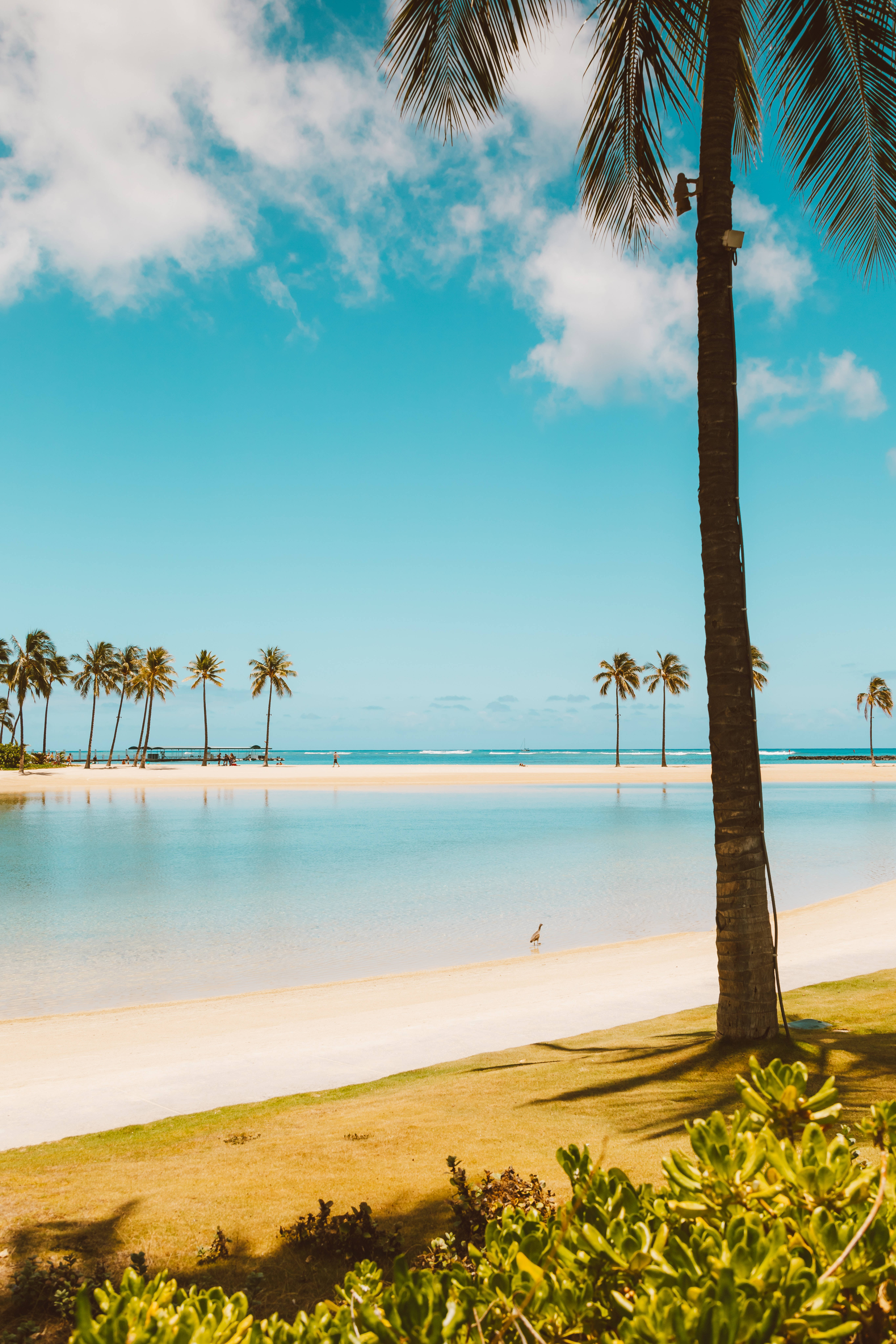 Palm Trees, Beach Android, turquoise waters, 8K Phone Wallpaper