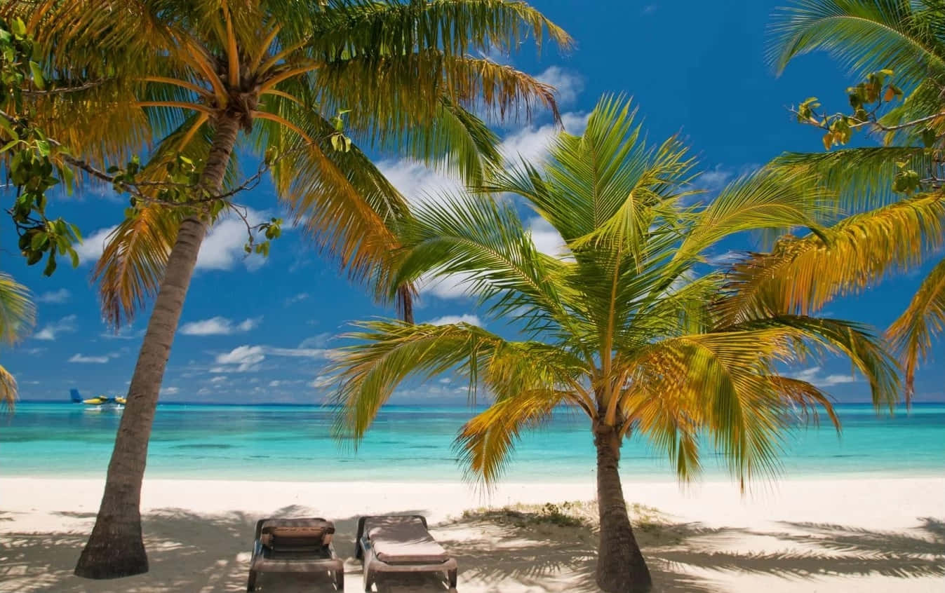 beach sunbed, lounge chairs, palm trees, HD Desktop Wallpaper