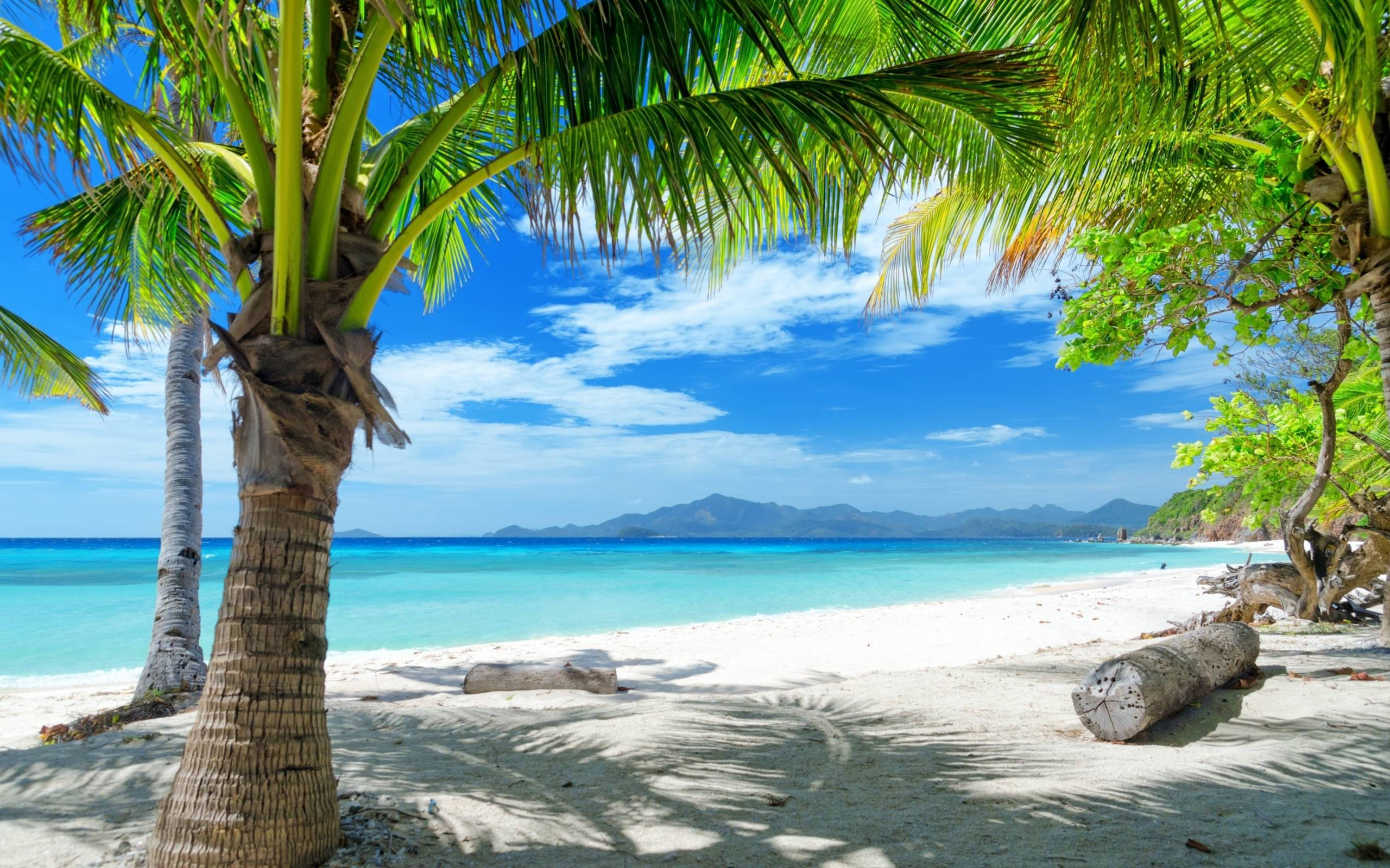 tropical beach, palm trees, white sand, 2K Desktop Wallpaper