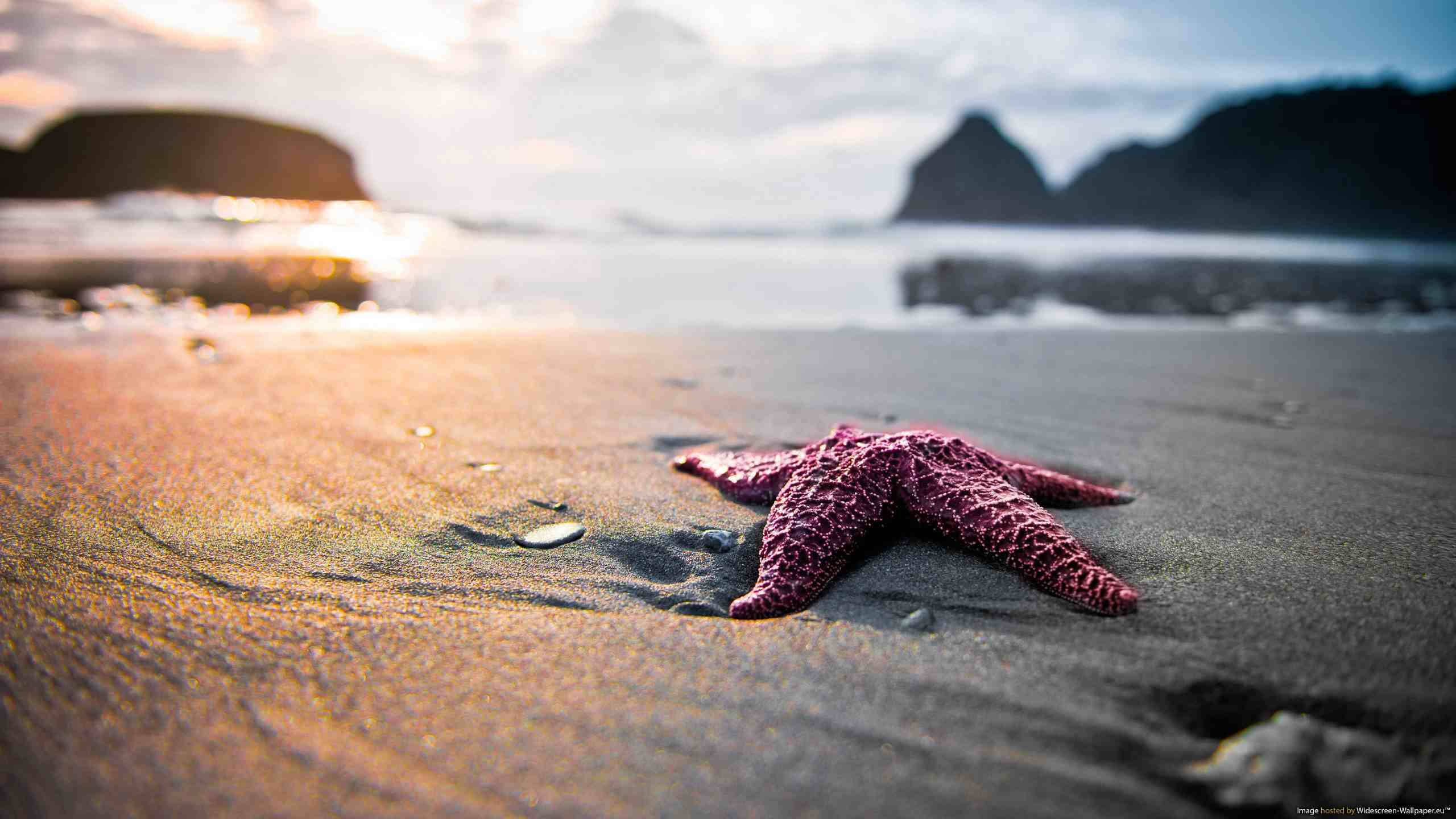 pink starfish, vibrant purple starfish, golden sunset light, 2K Desktop Wallpaper
