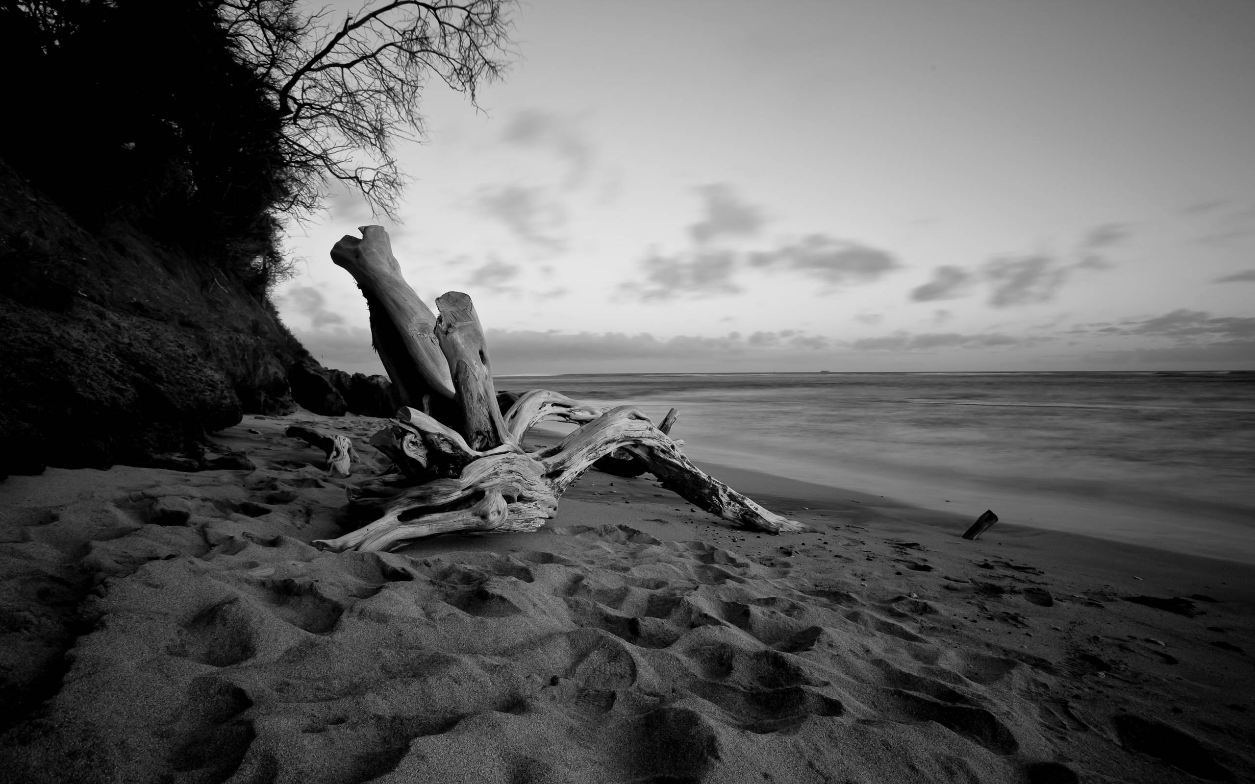 black and white, beach, driftwood, 2K Desktop Wallpaper
